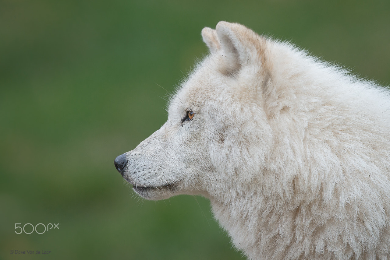 Nikon D800 + Nikon AF-S Nikkor 600mm F4G ED VR sample photo. Arctic wolf photography