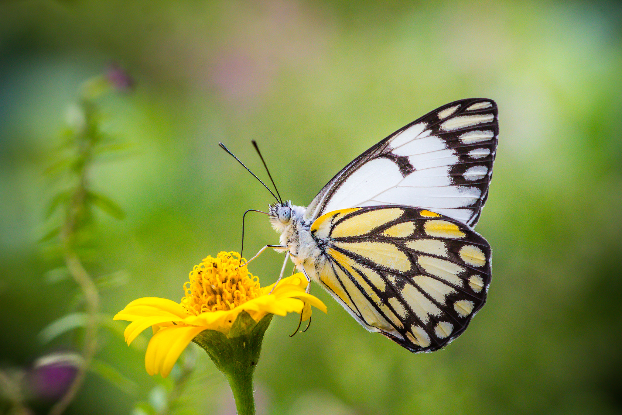 Canon EOS 60D + Canon TS-E 90mm F2.8 Tilt-Shift sample photo. Indian poineer - belenois aurota aurota photography