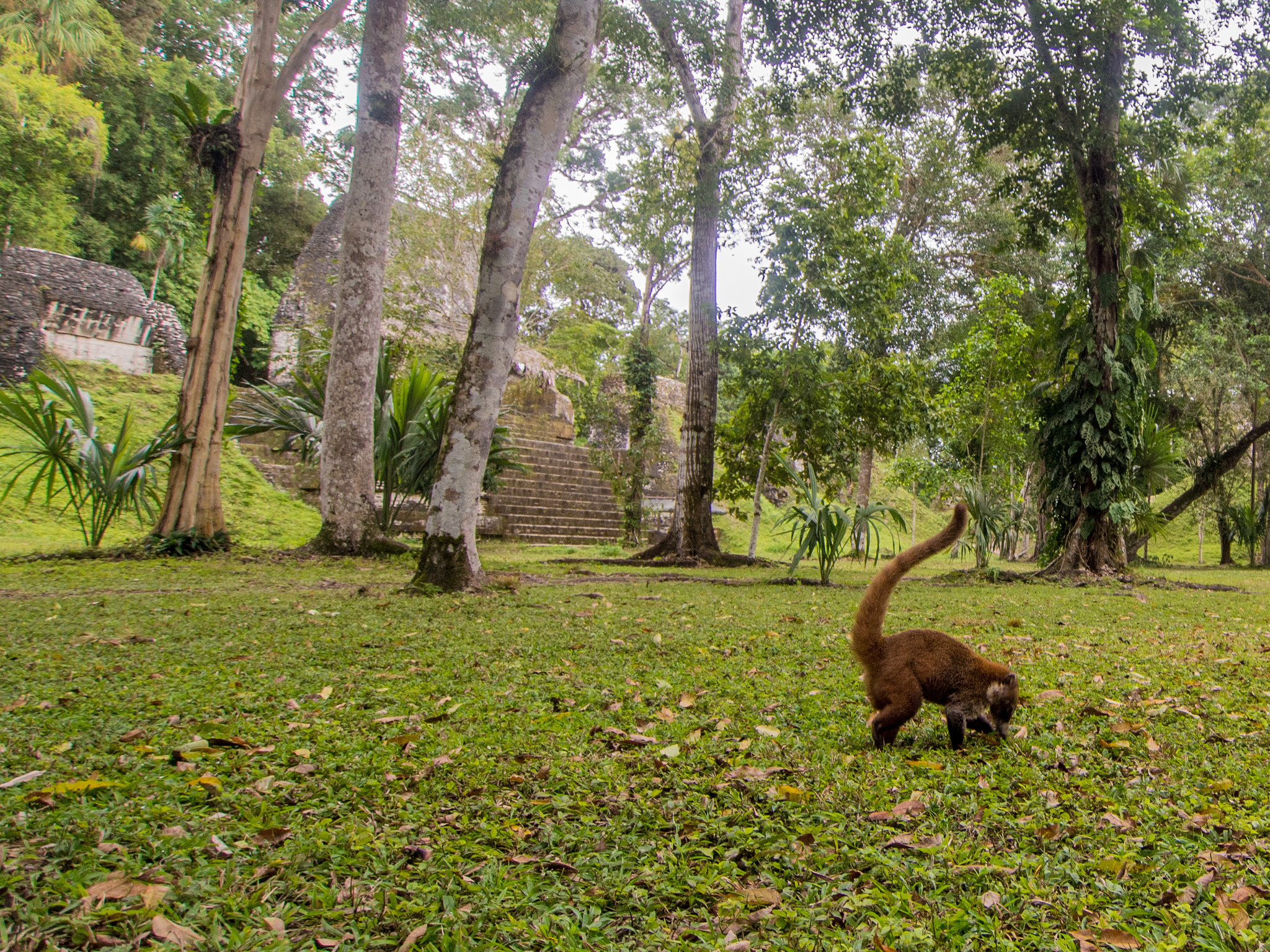 Olympus OM-D E-M5 + OLYMPUS M.9-18mm F4.0-5.6 sample photo. Coati in tikal photography