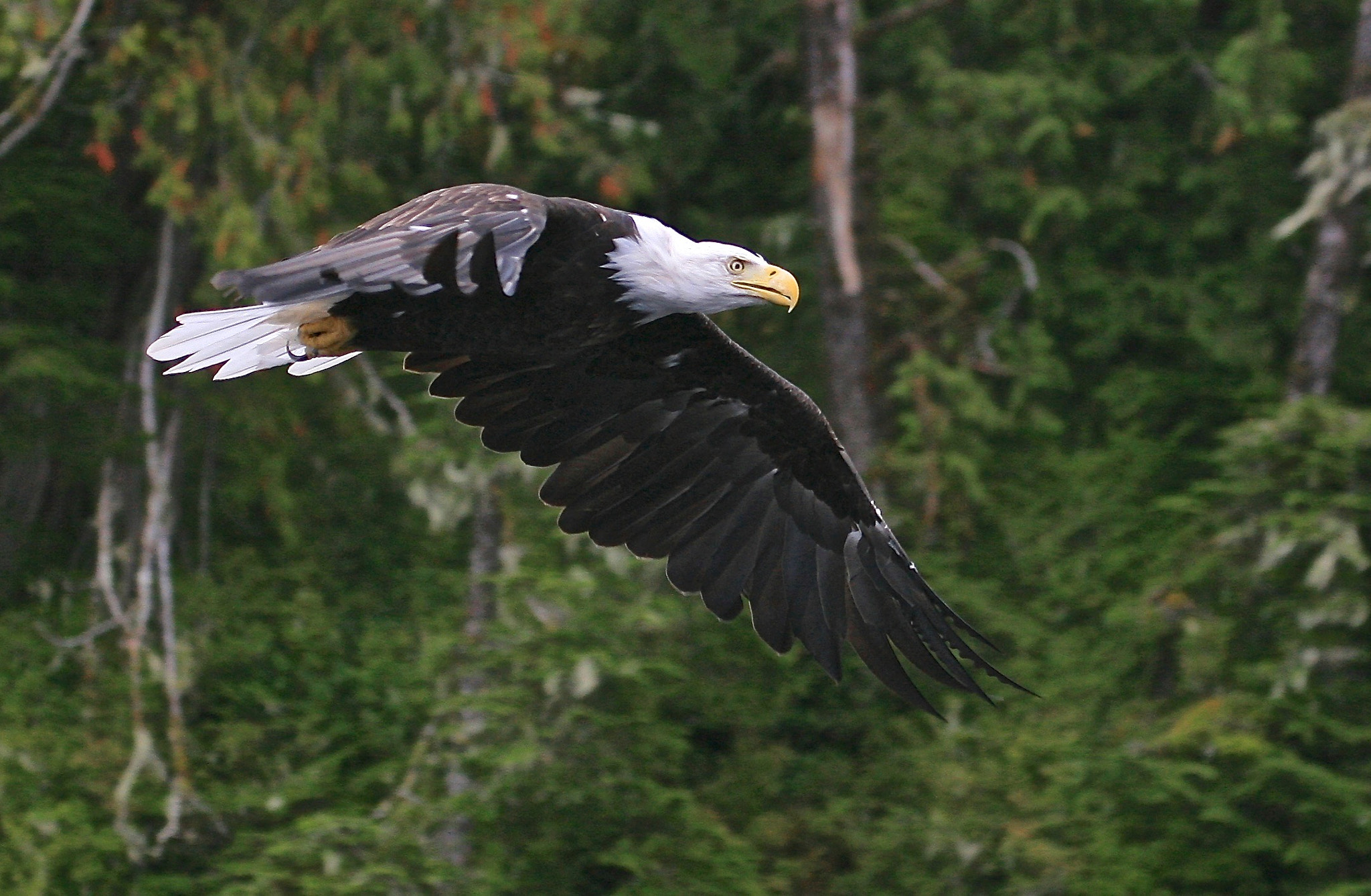 Canon EF 100-400mm F4.5-5.6L IS USM sample photo. Eagle in flight ketchikan alaska photography