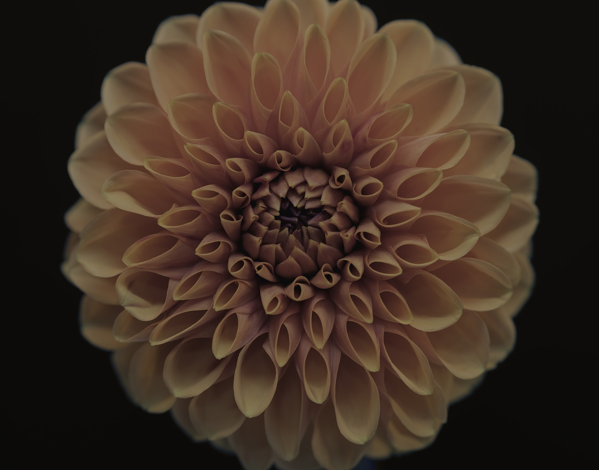 Sony a7 sample photo. Cool dahlia. photography
