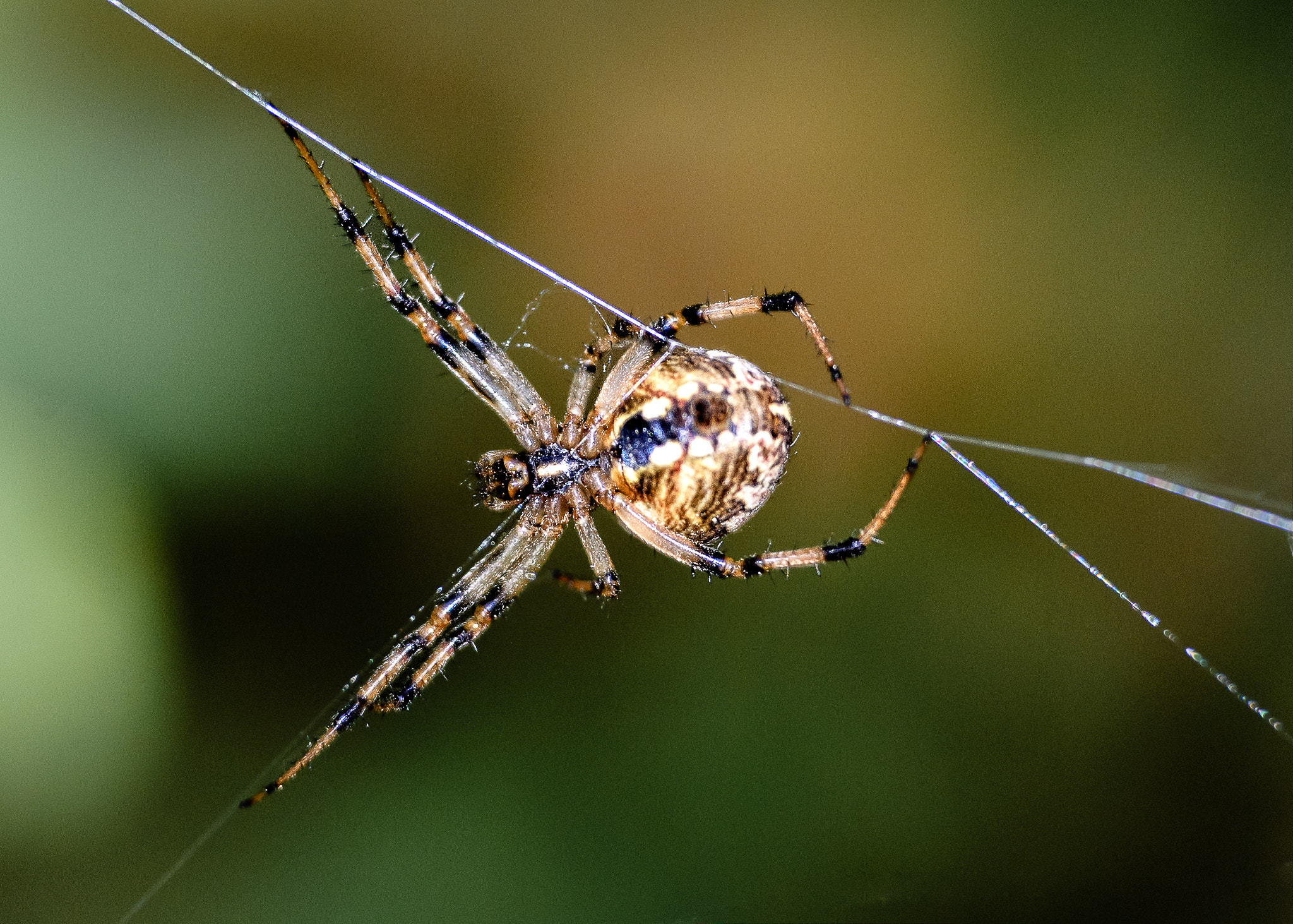 Nikon D40X sample photo. Spider # 1 photography