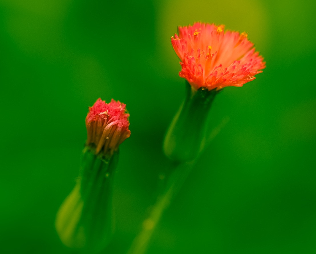Fujifilm X-E2 + Fujifilm XF 60mm F2.4 R Macro sample photo