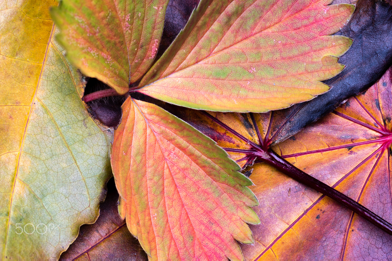 Tamron SP AF 90mm f/2.5 Macro (152E) sample photo. Leaves photography