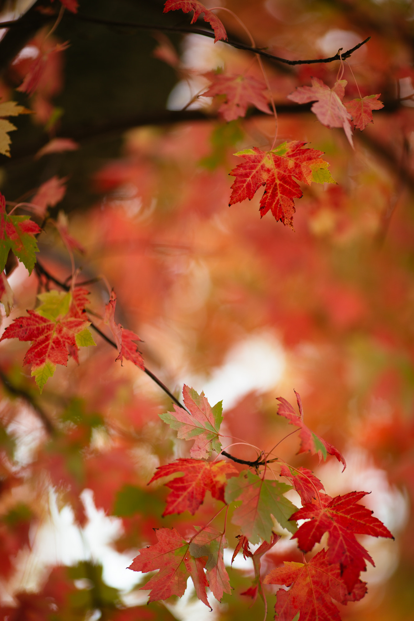 Canon EOS-1D X + Canon EF 135mm F2L USM sample photo. The color of october in michigan photography