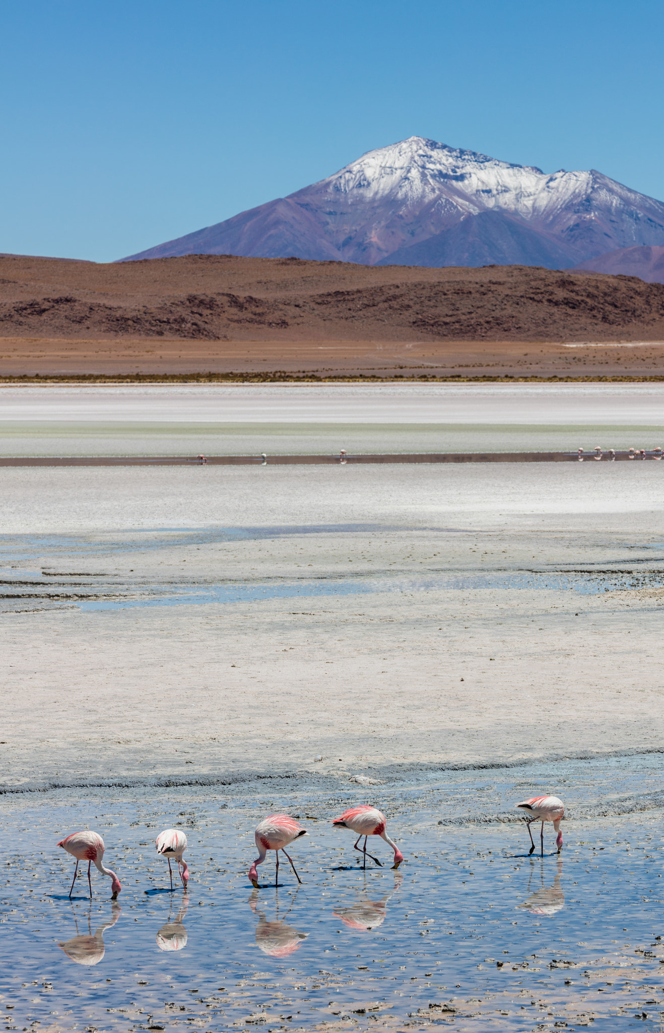 Canon EF 70-300mm F4-5.6L IS USM sample photo. Flamingos photography