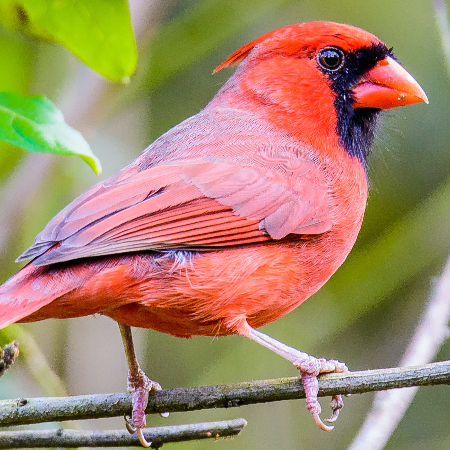 Nikon D500 + Sigma 50mm F2.8 EX DG Macro sample photo. Northern cardinal photography