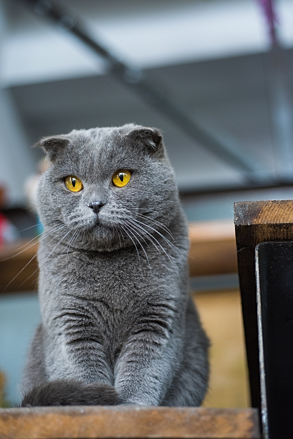 Nikon D810 + Nikon AF Micro-Nikkor 60mm F2.8D sample photo. Fat cat photography