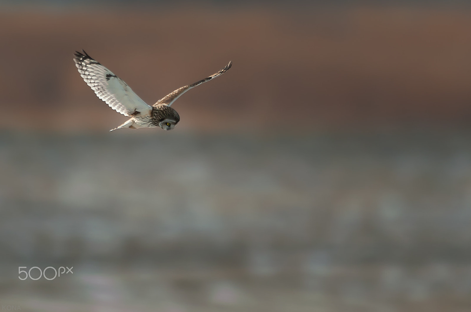 Nikon AF-S Nikkor 400mm F2.8G ED VR II sample photo. 30182323090.　　こみみ photography