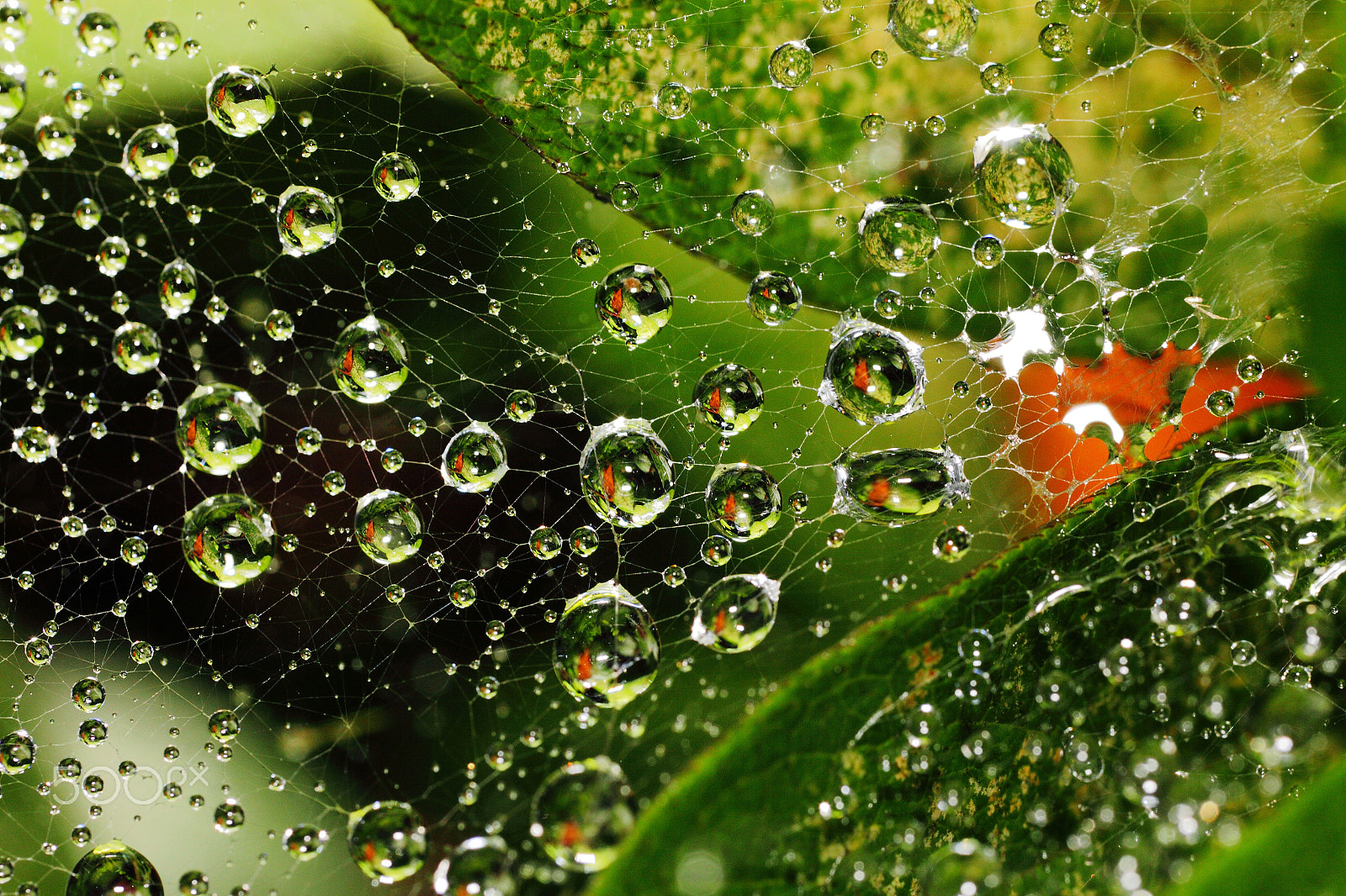 Canon EF 180mm F3.5L Macro USM sample photo. Raindrops photography