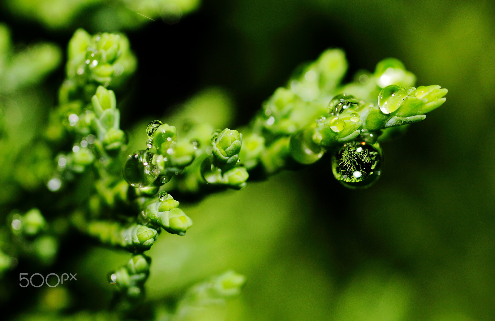 Canon EF 180mm F3.5L Macro USM sample photo. Droplet photography