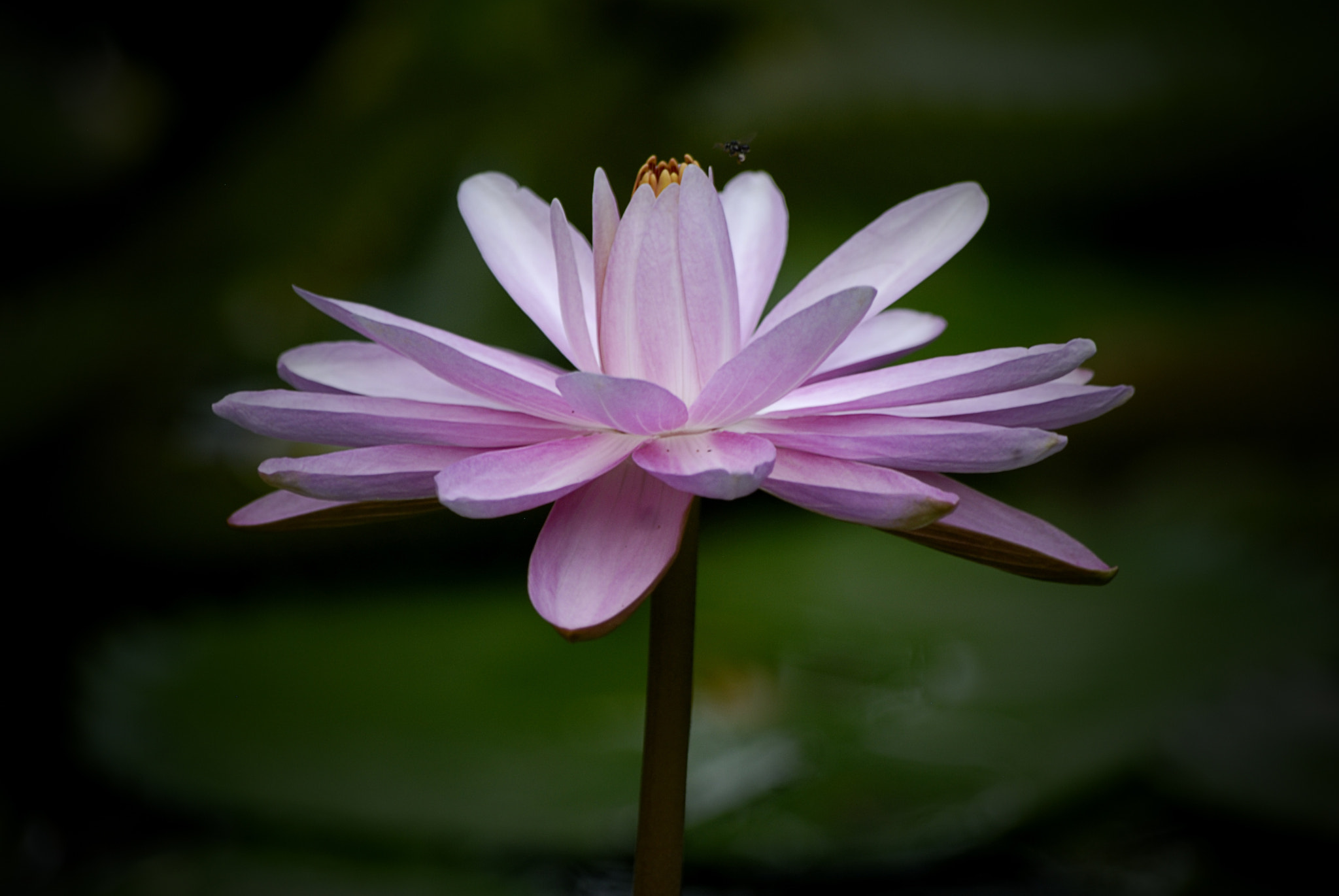 Nikon D200 sample photo. Copy photography