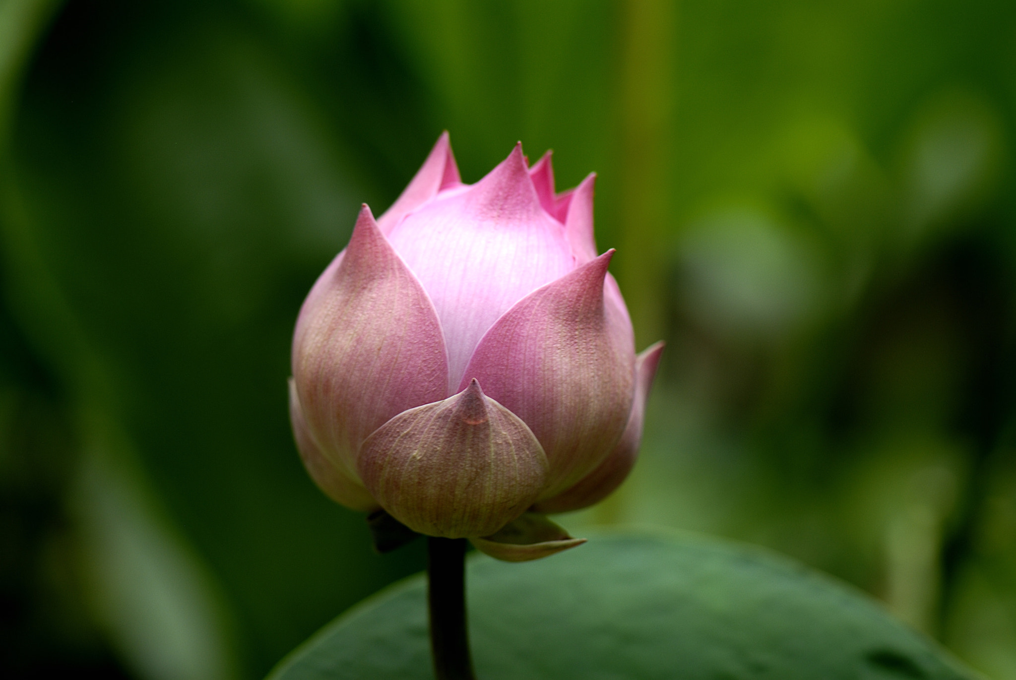 Nikon D200 sample photo. Dsc photography