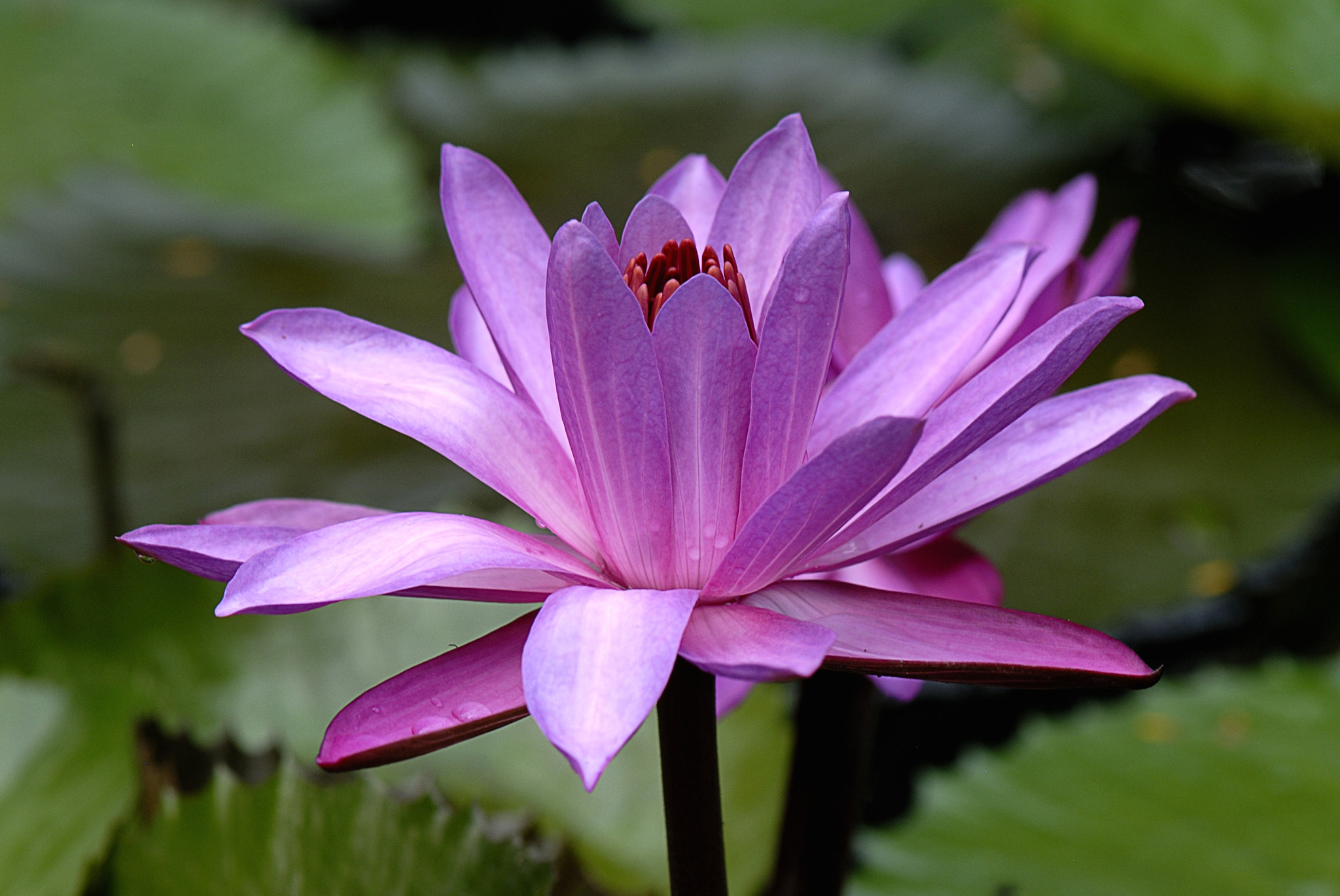 Nikon D200 sample photo. Copy photography
