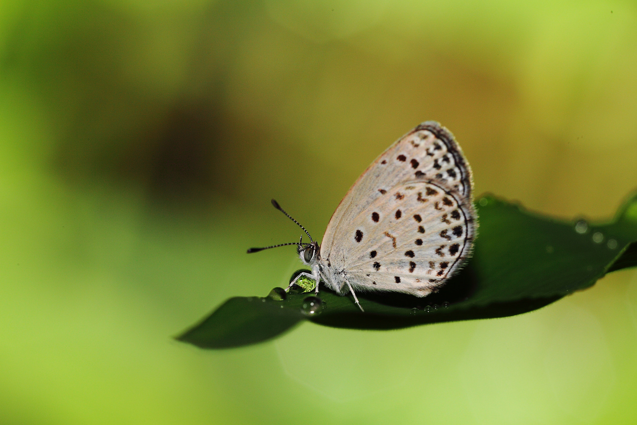 Canon EF 180mm F3.5L Macro USM sample photo. Droplet and butterfly photography