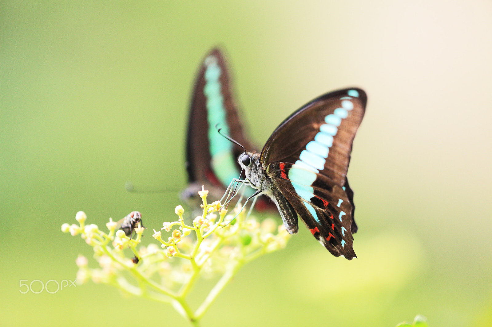 Canon EF 180mm F3.5L Macro USM sample photo. Butterfly photography