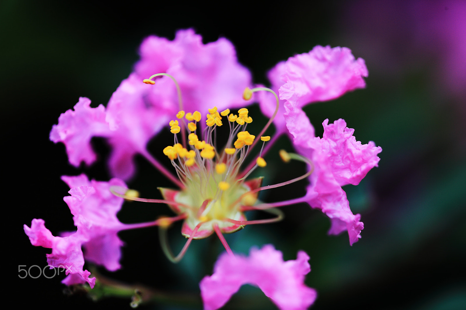 Canon EF 180mm F3.5L Macro USM sample photo. 紫薇 photography