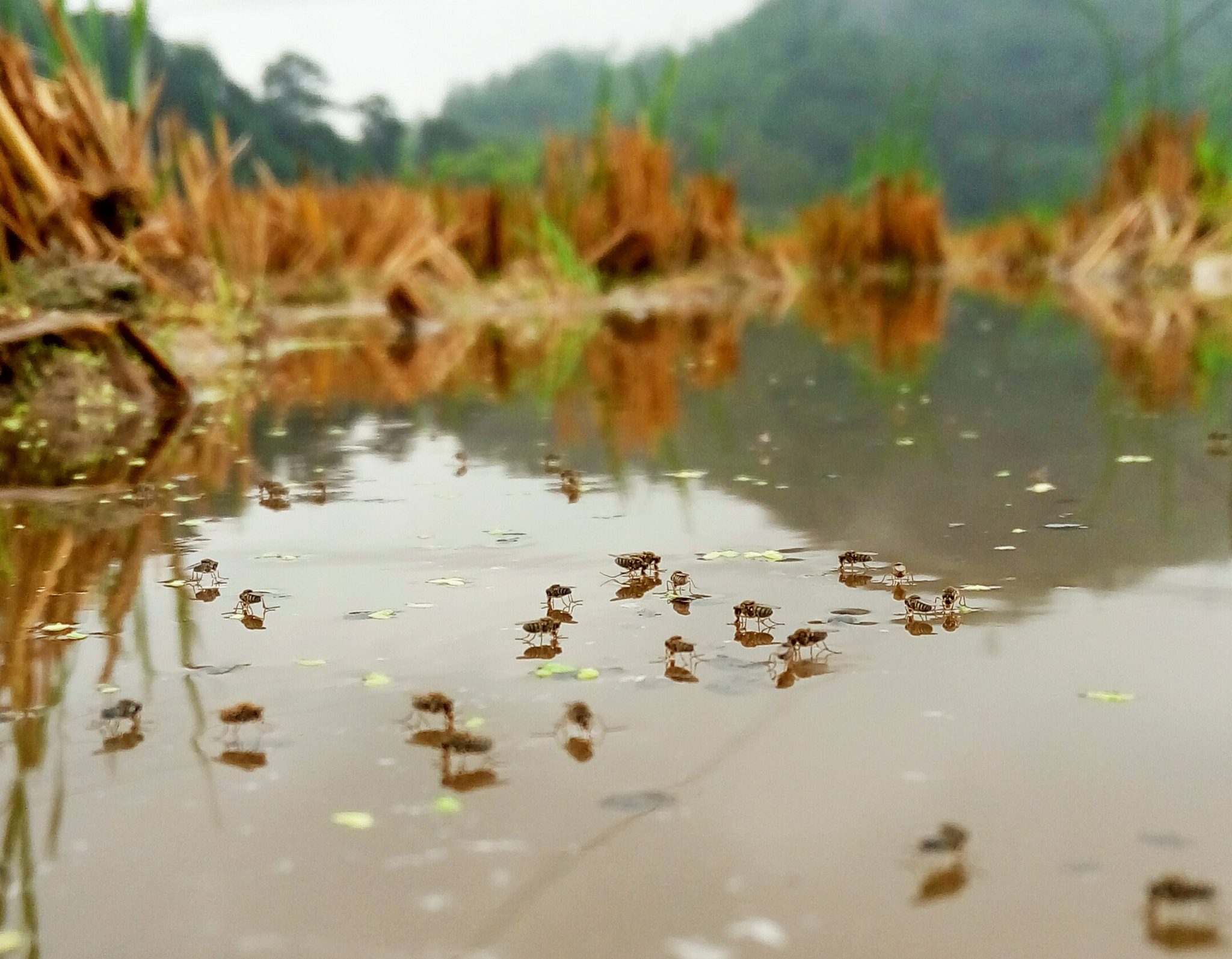 Meizu m1 note sample photo. The smallfly's meeting on liquid surface photography