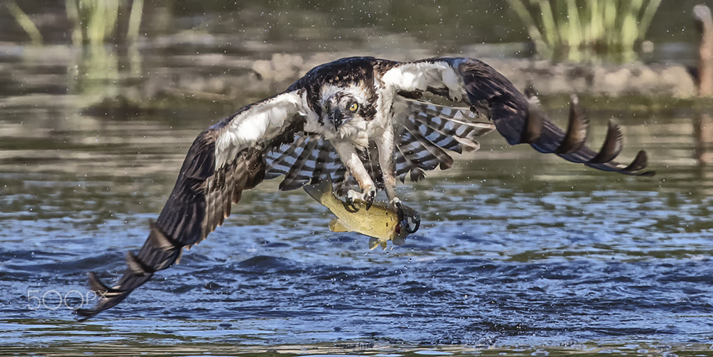 Canon EF 300mm F2.8L IS USM sample photo. A lucky day. photography