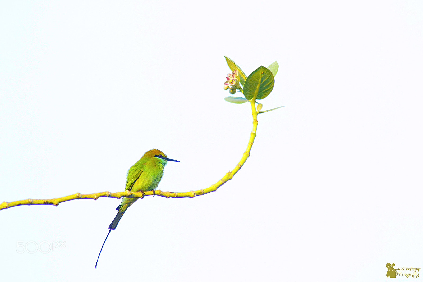 Canon EOS 70D + Tamron AF 70-300mm F4-5.6 Di LD Macro sample photo. Bee eater photography