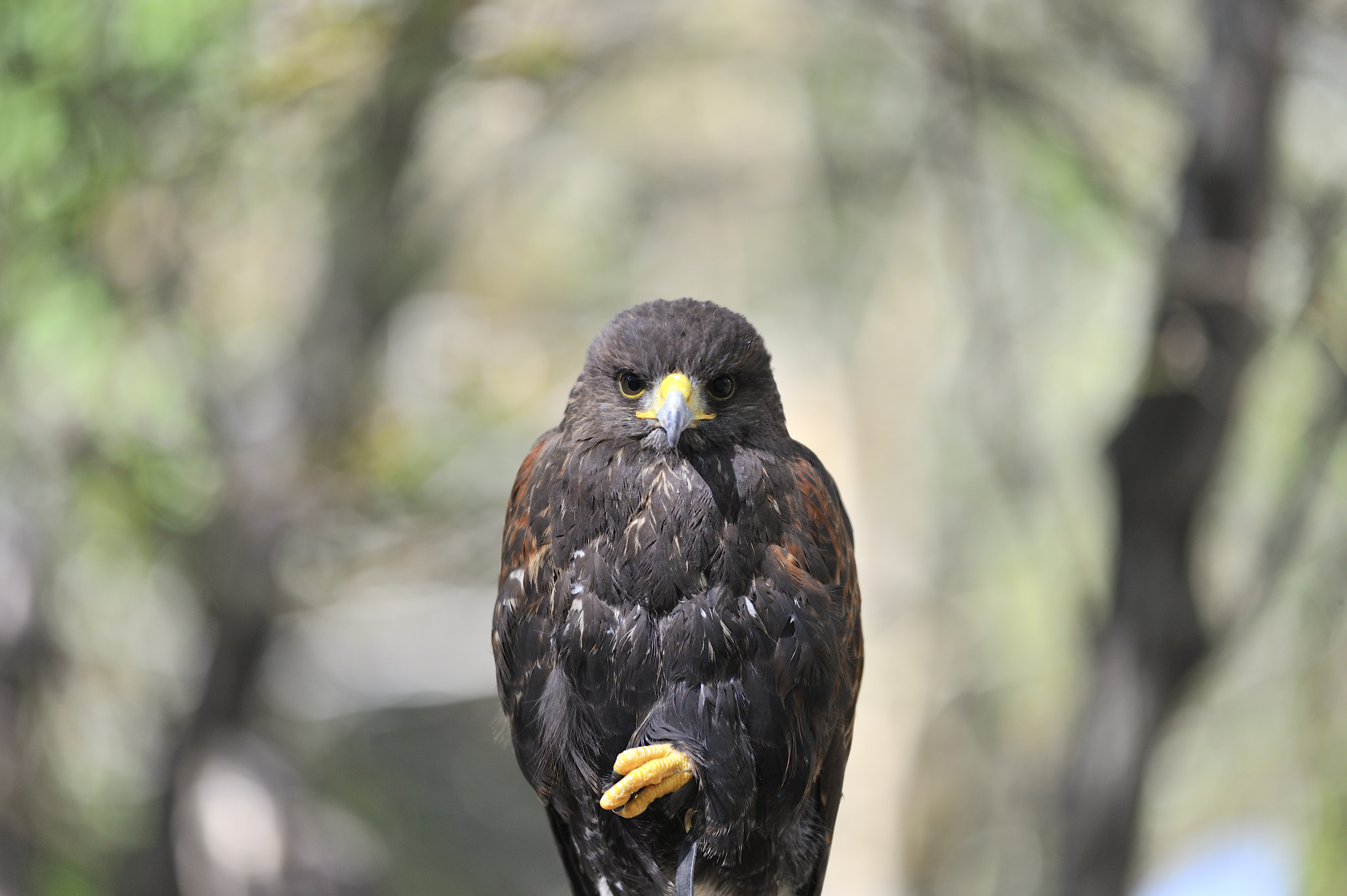 Sigma 150mm F2.8 EX DG Macro HSM sample photo. A bird of yellow foot photography