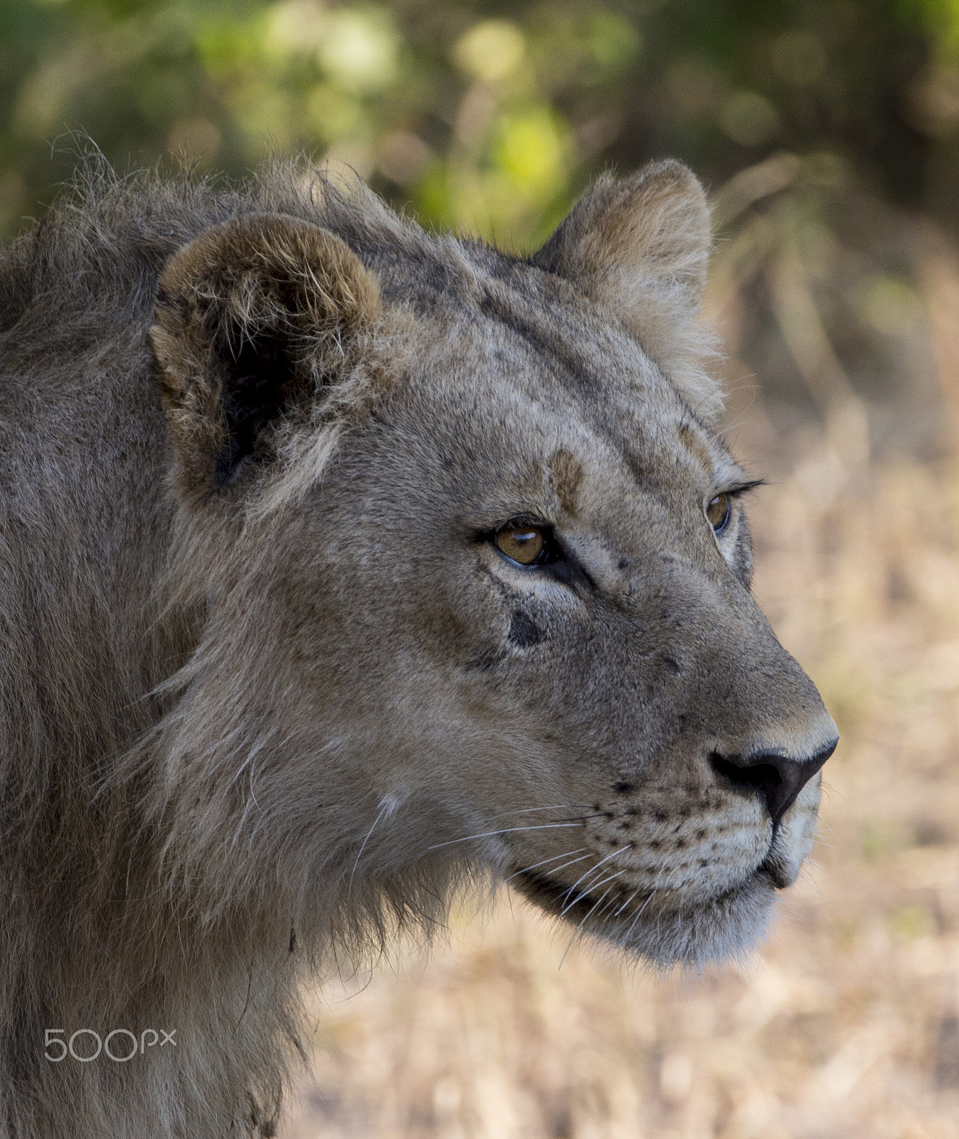 Canon EOS 6D + Canon EF 70-200mm F2.8L IS II USM sample photo. Lion potrait photography