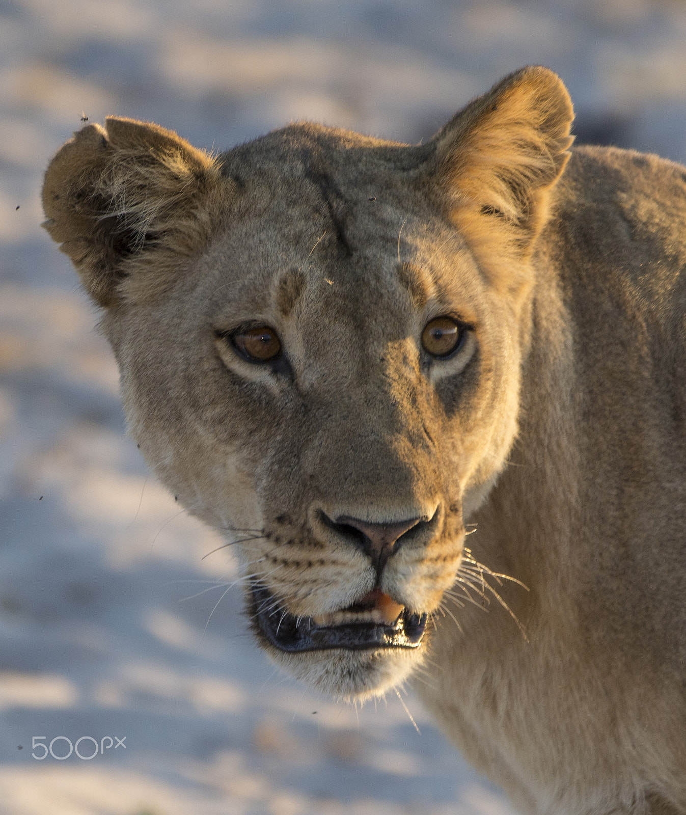Canon EF 70-200mm F2.8L IS II USM sample photo. Lion portrait photography