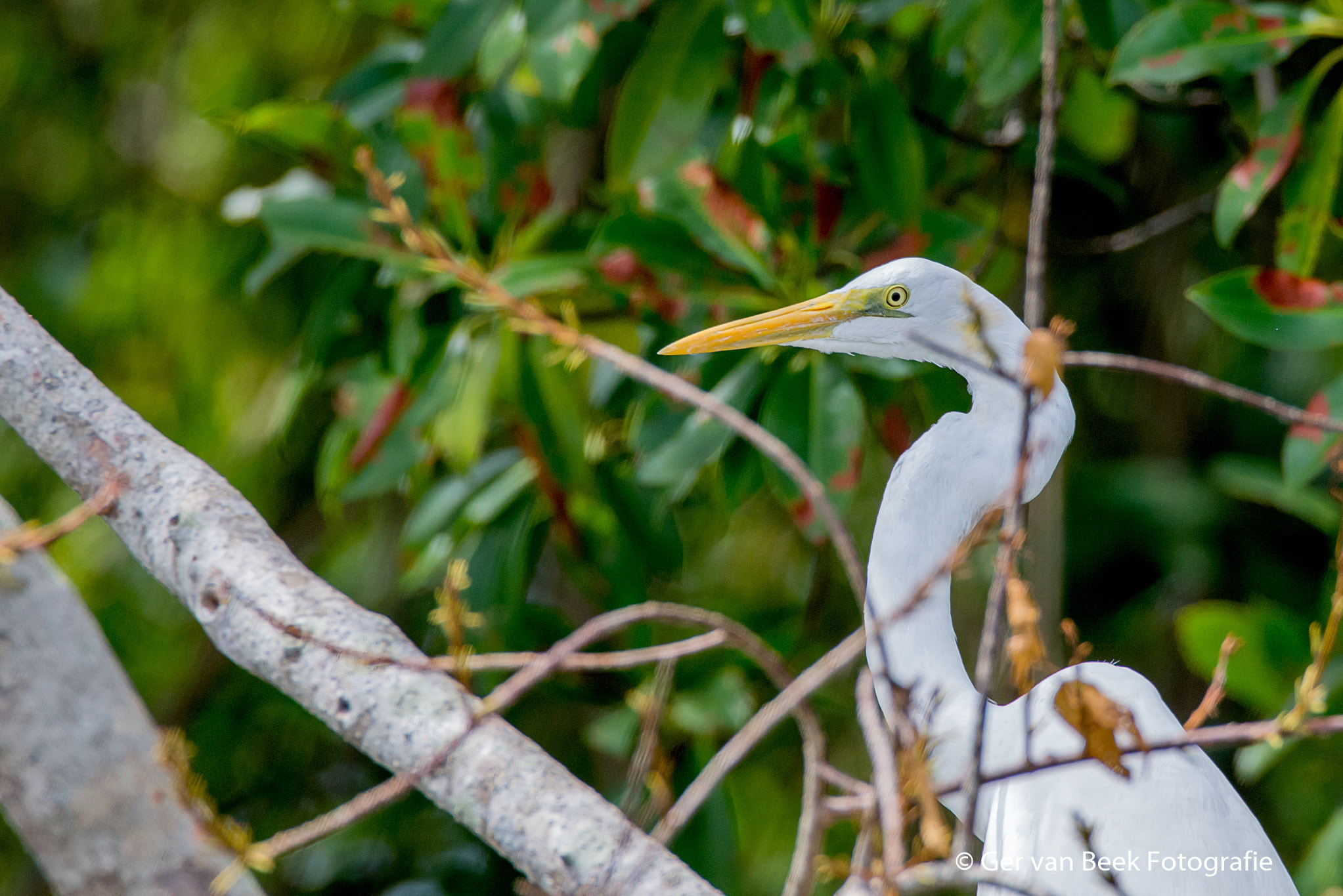 Sigma 150-600mm F5-6.3 DG OS HSM | C sample photo. Great egret photography