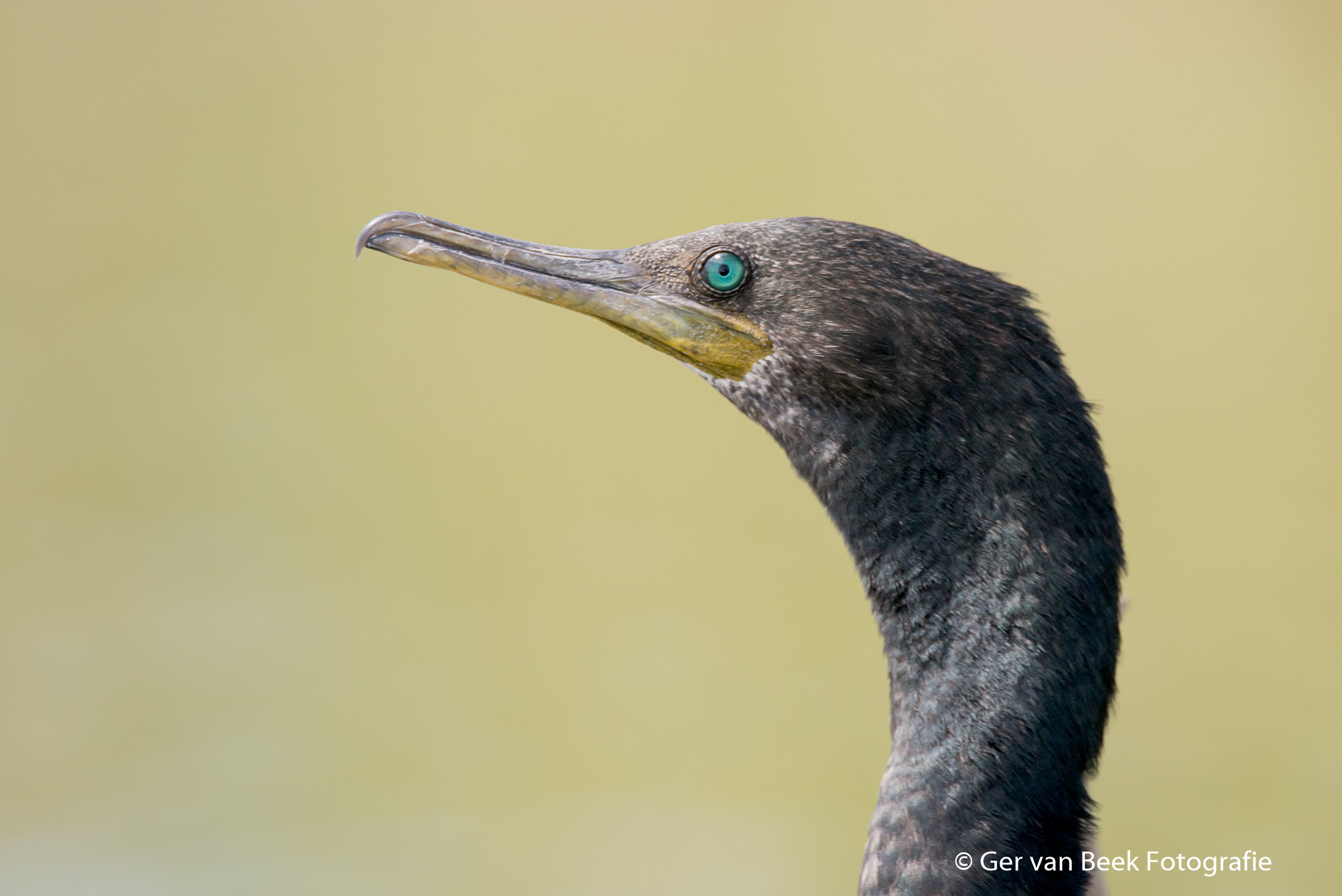 Sigma 150-600mm F5-6.3 DG OS HSM | C sample photo. Indian cormorant photography