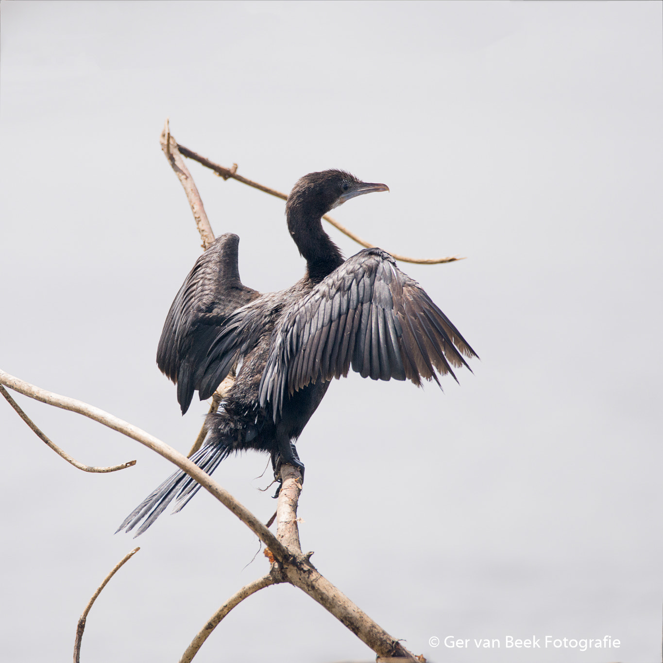 Sigma 150-600mm F5-6.3 DG OS HSM | C sample photo. Indian cormorant photography