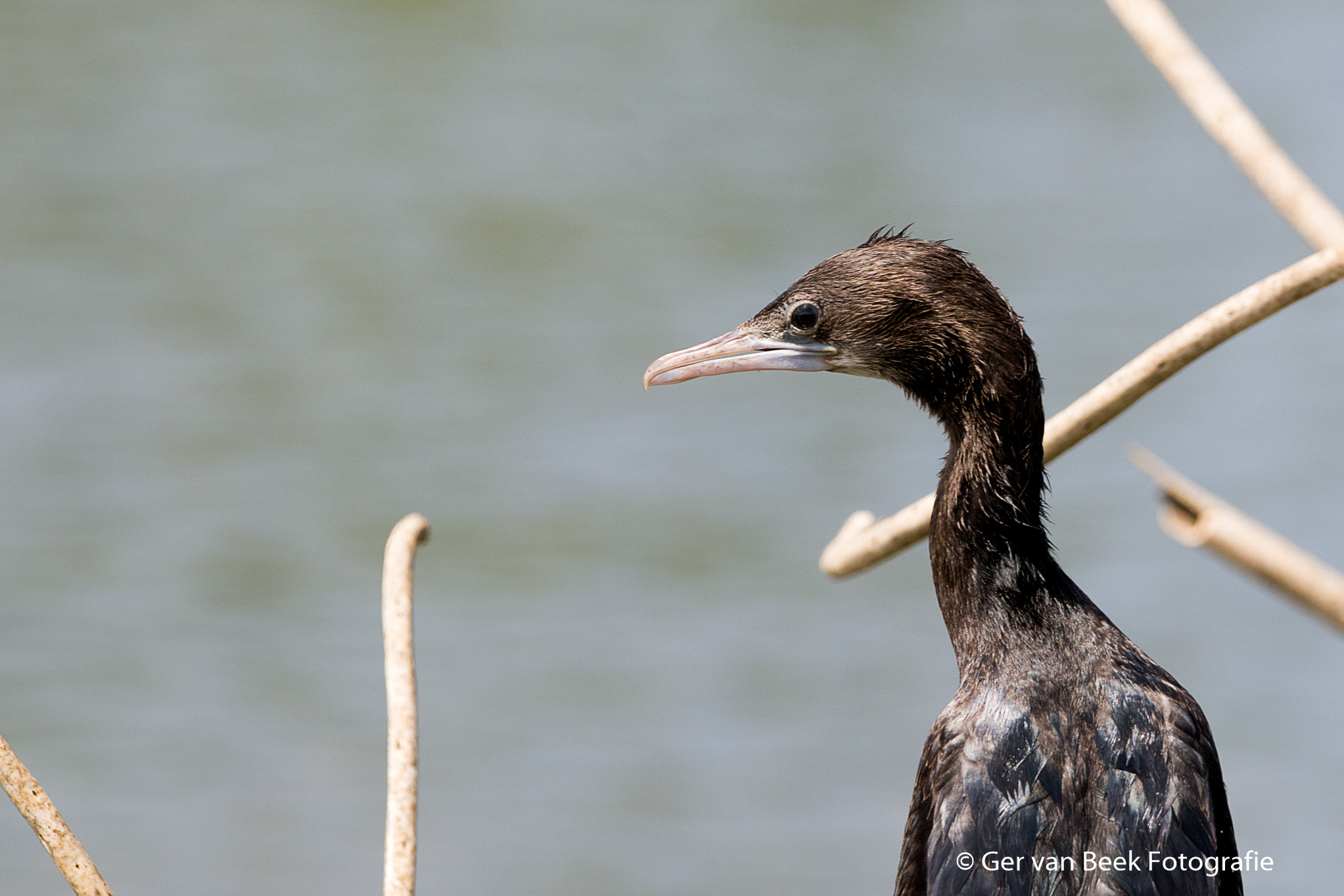 Sigma 150-600mm F5-6.3 DG OS HSM | C sample photo. Indian cormorant photography