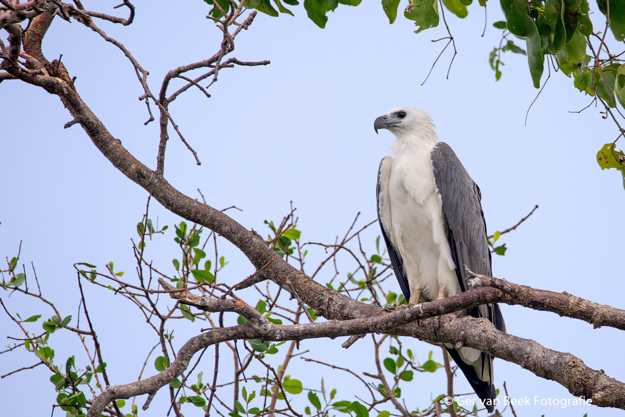 Sigma 150-600mm F5-6.3 DG OS HSM | C sample photo. White-bellied sea eagle photography