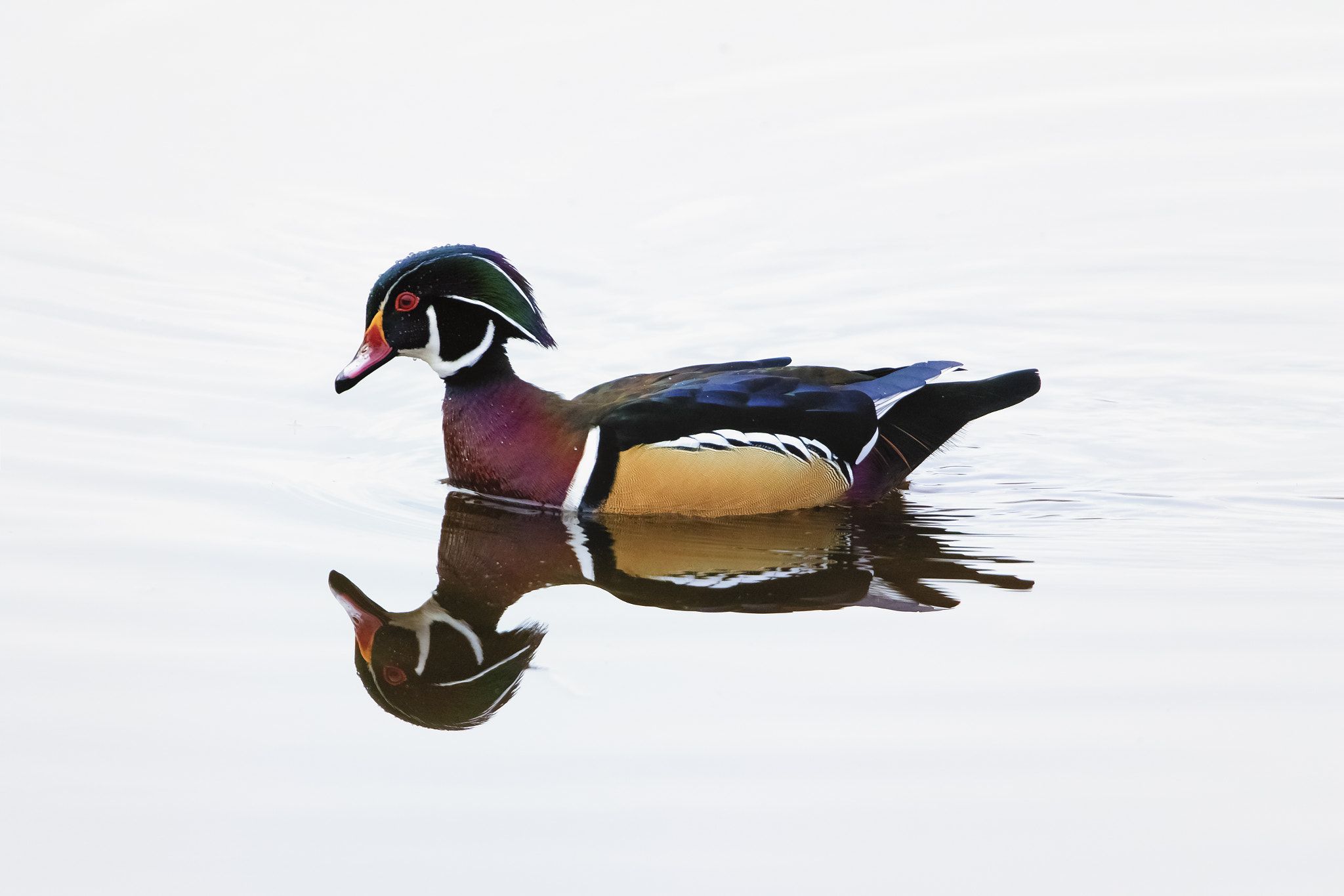 Canon EF 300mm F2.8L IS II USM sample photo. Duck in the mirror photography