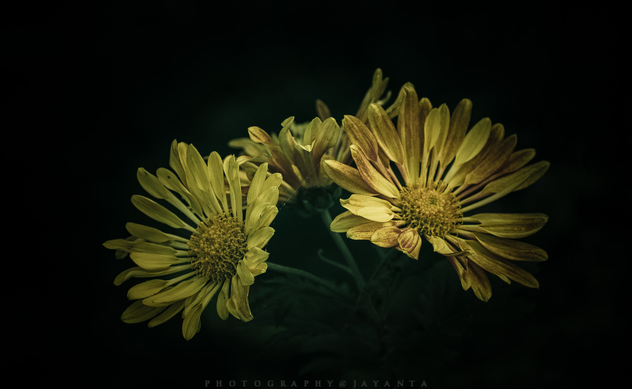 Nikon D40 sample photo. Nature's gift photography