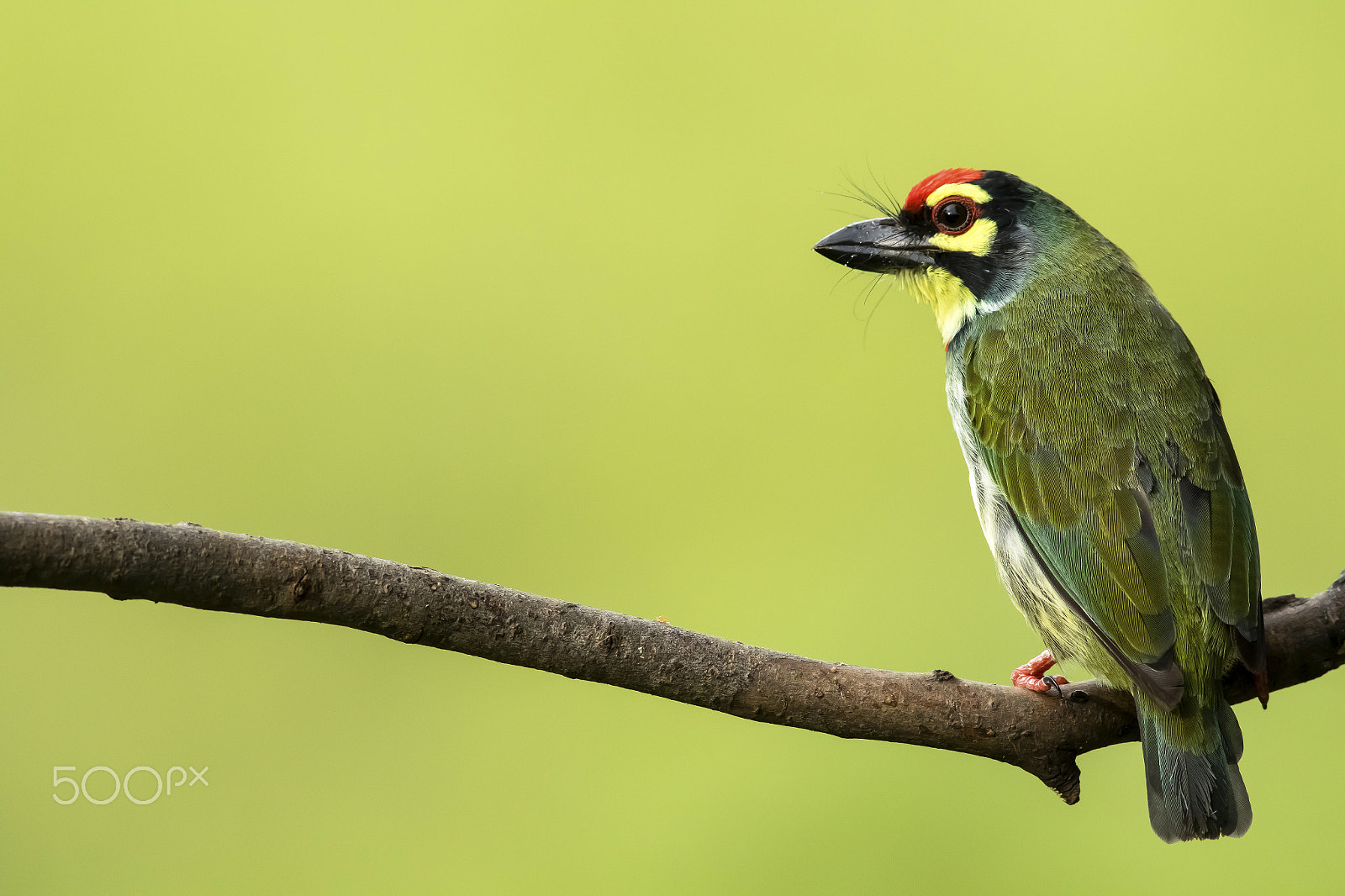 Canon EF 600mm f/4L IS sample photo. Coppersmith barbet photography