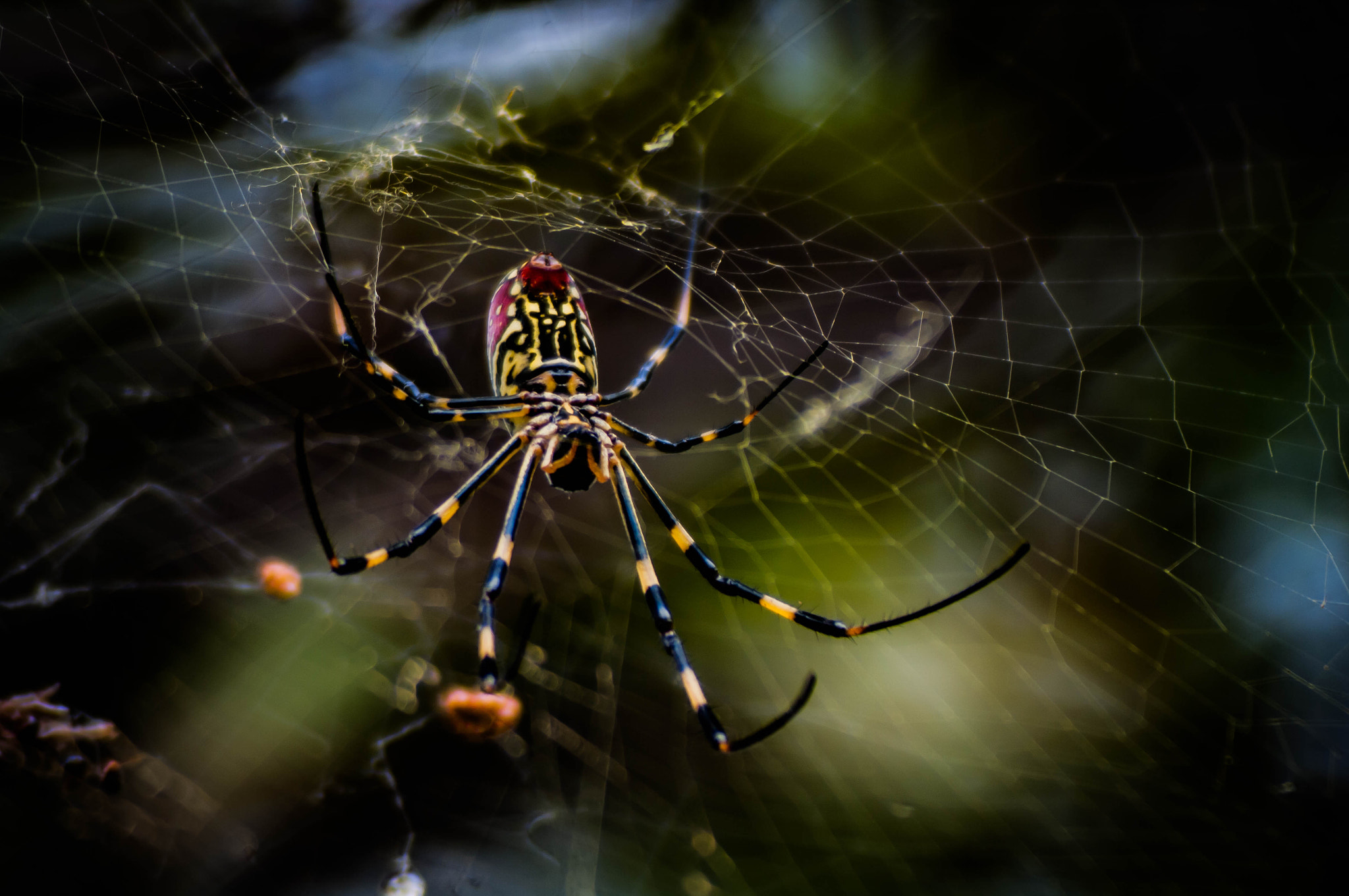 Pentax K20D sample photo. Spider photography
