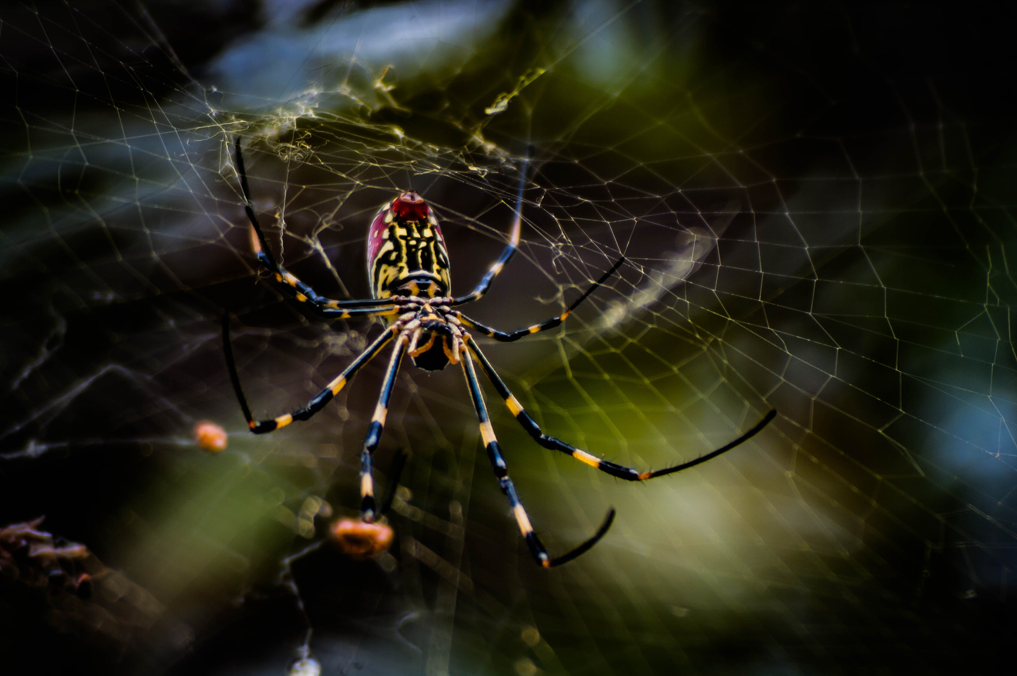 Pentax K20D + Cosina AF 100-300mm F5.6-6.7 sample photo. Spider photography