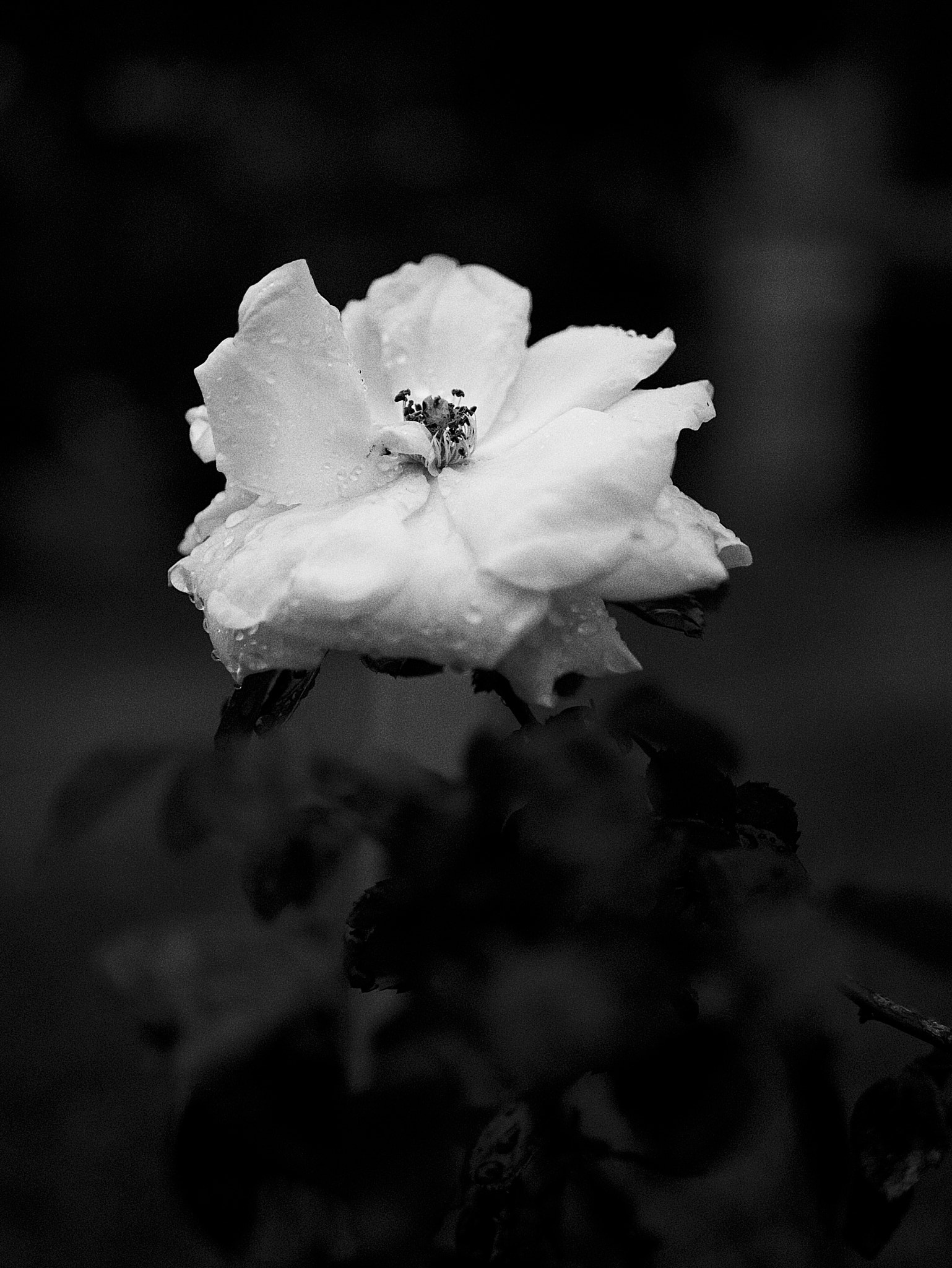 Panasonic Lumix DMC-G7 + LUMIX G 25/F1.7 sample photo. Rainy flower photography