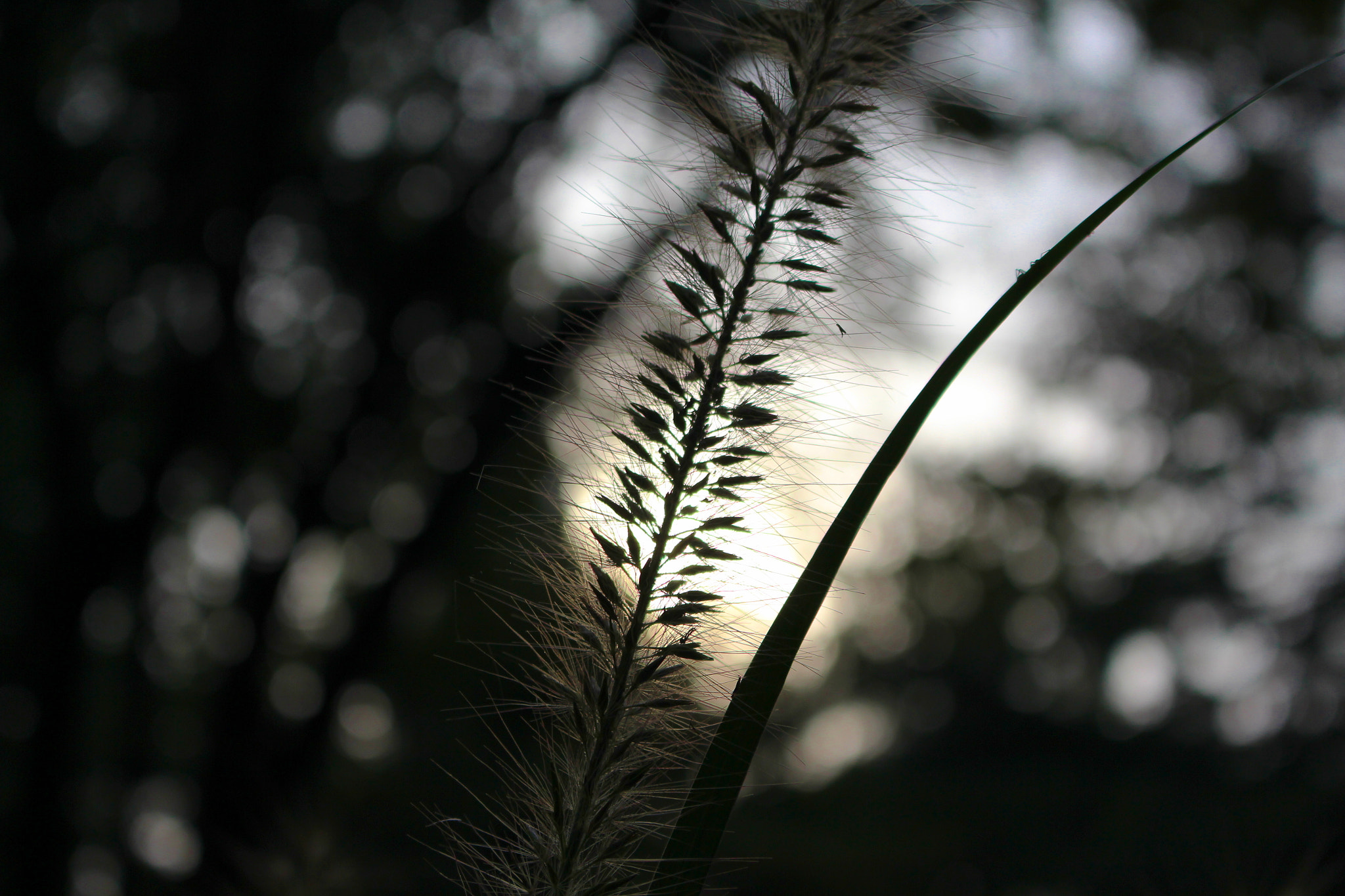 Canon EOS 700D (EOS Rebel T5i / EOS Kiss X7i) sample photo. Garden of autumn photography