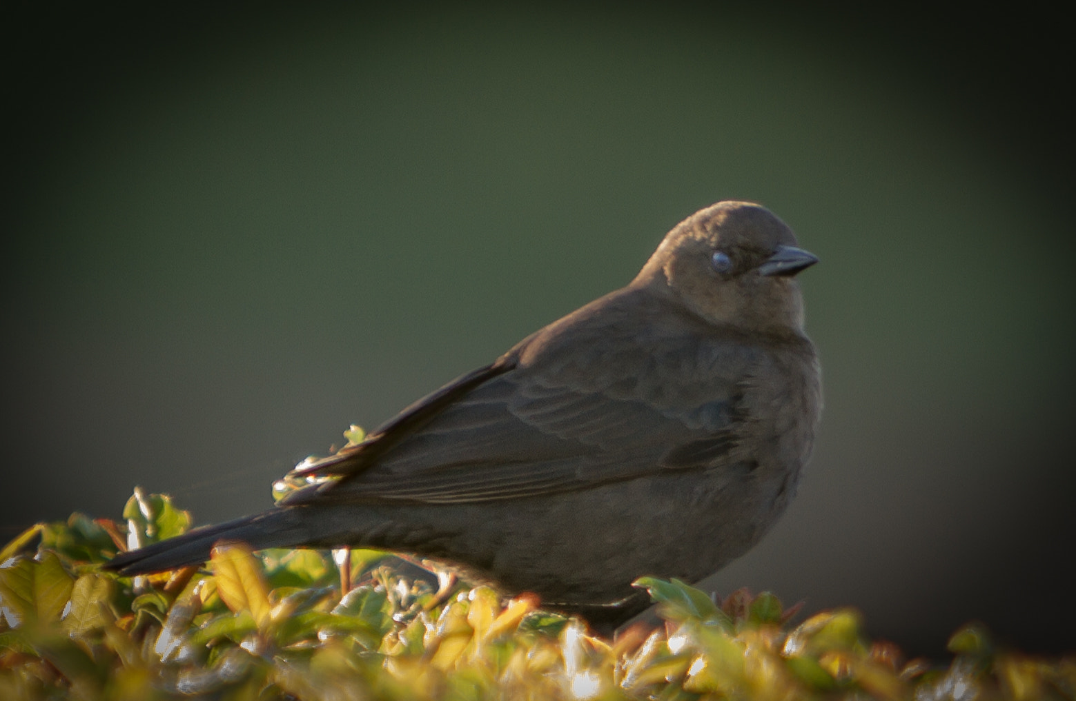 Canon EF 70-200mm F2.8L IS USM sample photo. Birds of sacramento photography