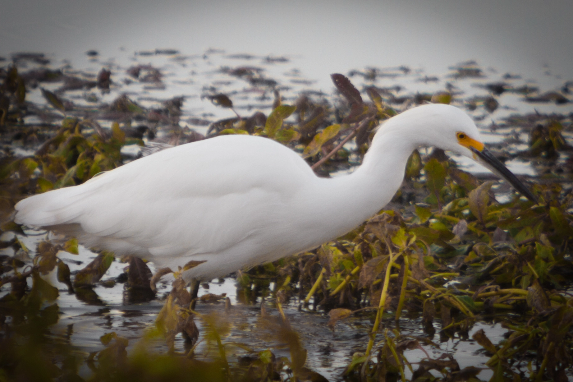 Canon EF 70-200mm F2.8L IS USM sample photo. Birds of sacramento photography