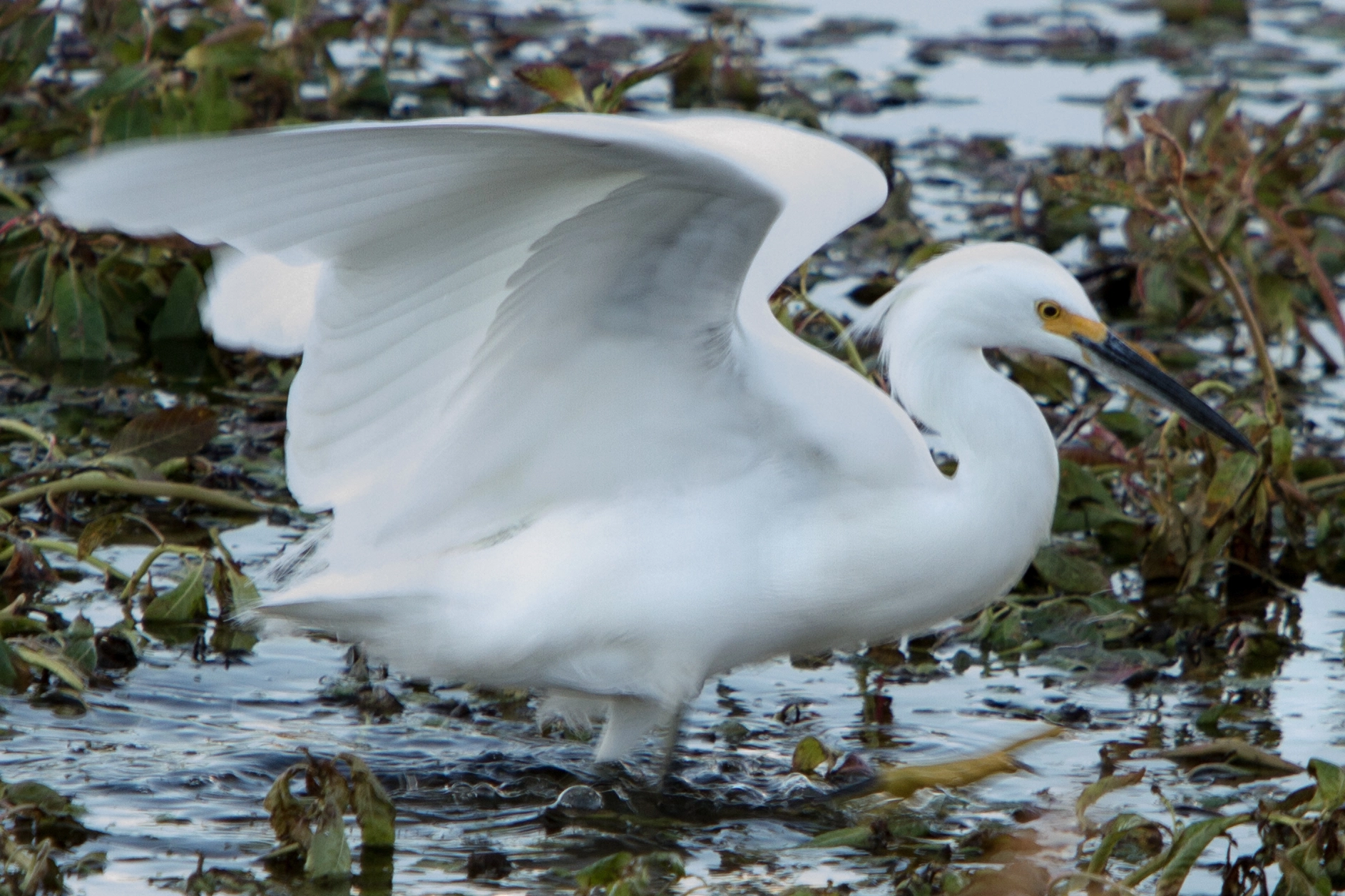 Canon EOS 7D sample photo. Birds of sacramento photography