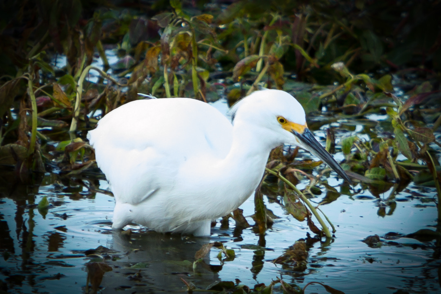 Canon EOS 7D sample photo. Birds of sacramento photography