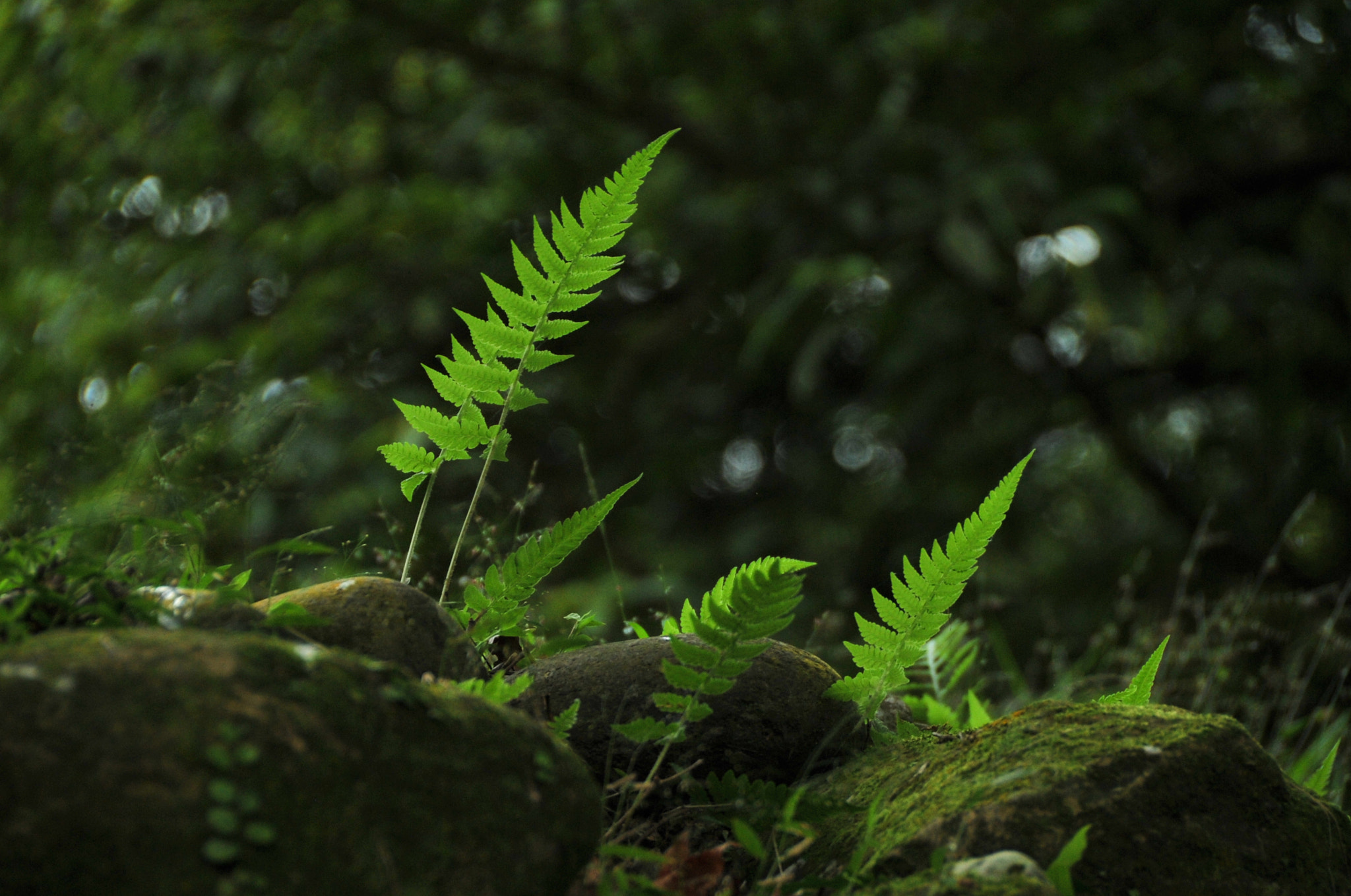 Nikon D3S sample photo. .. photography