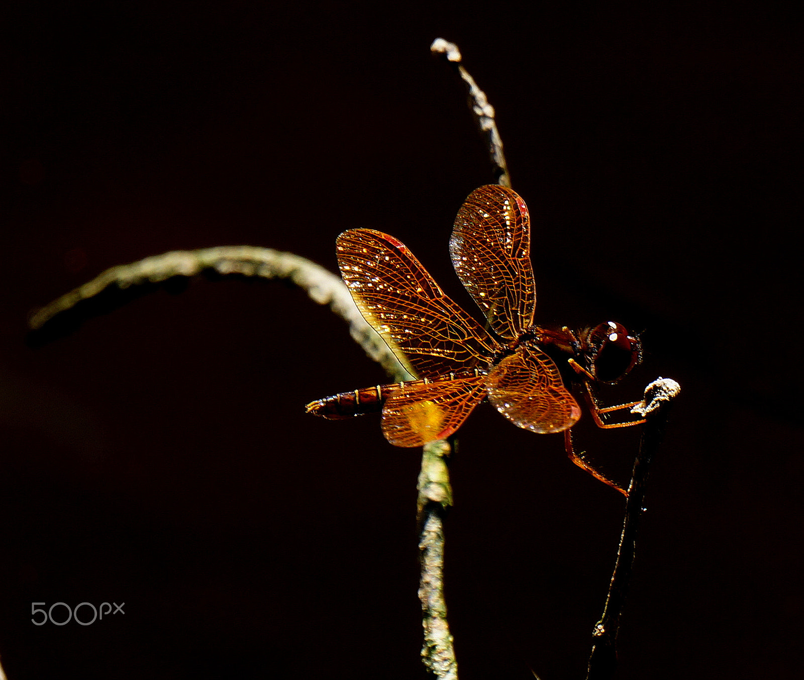 Sony E 55-210mm F4.5-6.3 OSS sample photo. All that glitters photography