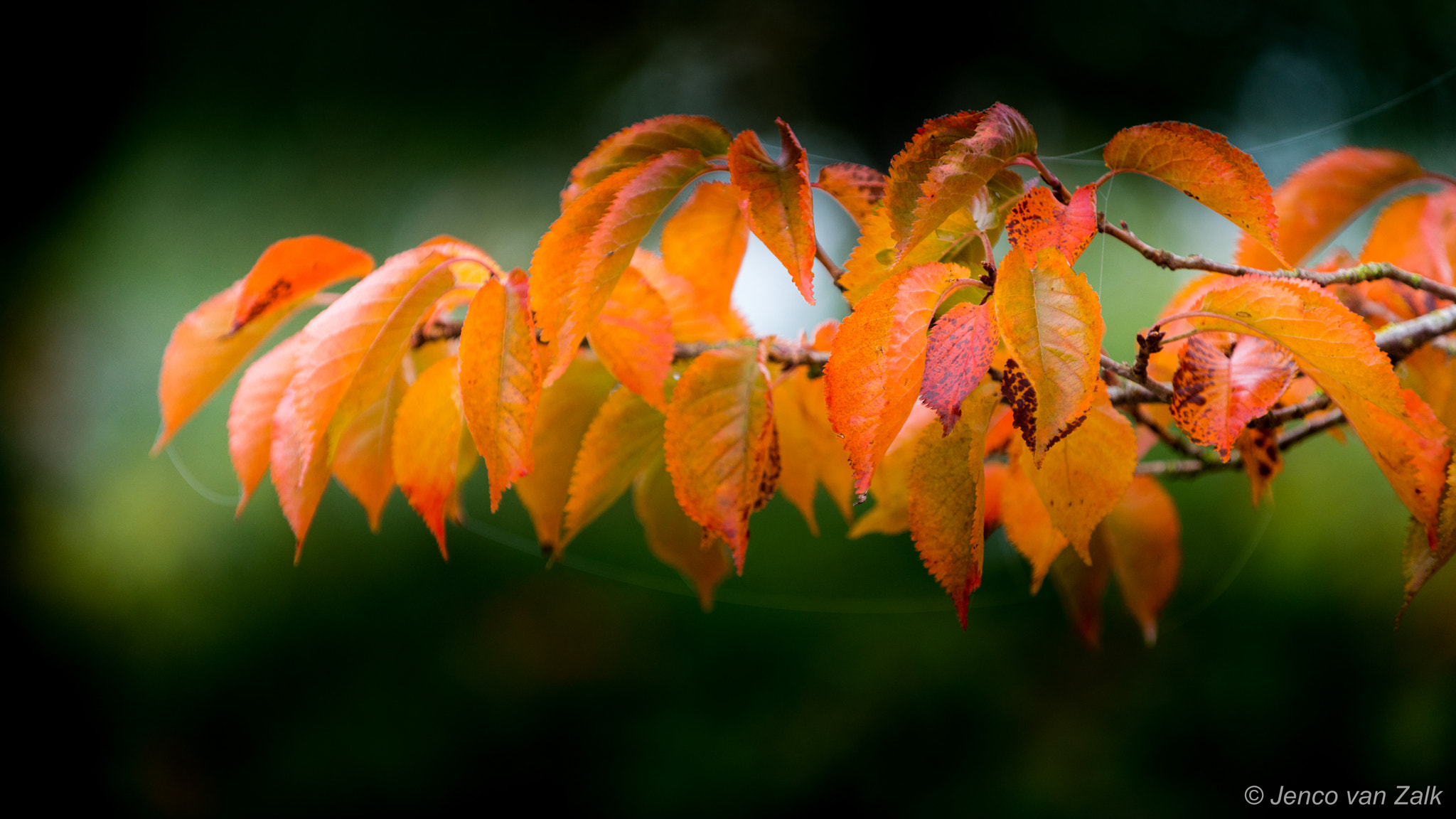 Nikon D800E sample photo. Autumn leaves photography