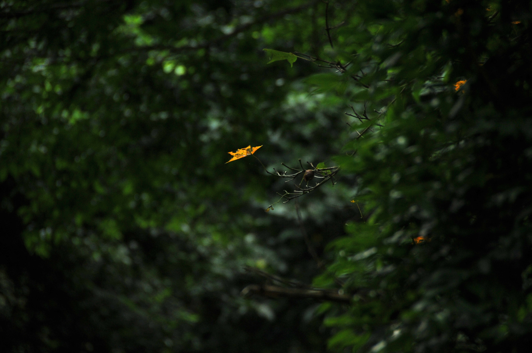 Nikon D3S sample photo. .. photography