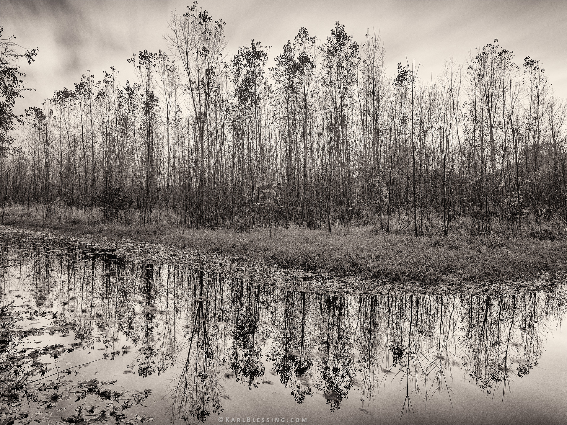 Olympus OM-D E-M5 + OLYMPUS M.12mm F2.0 sample photo. Forest flooding photography