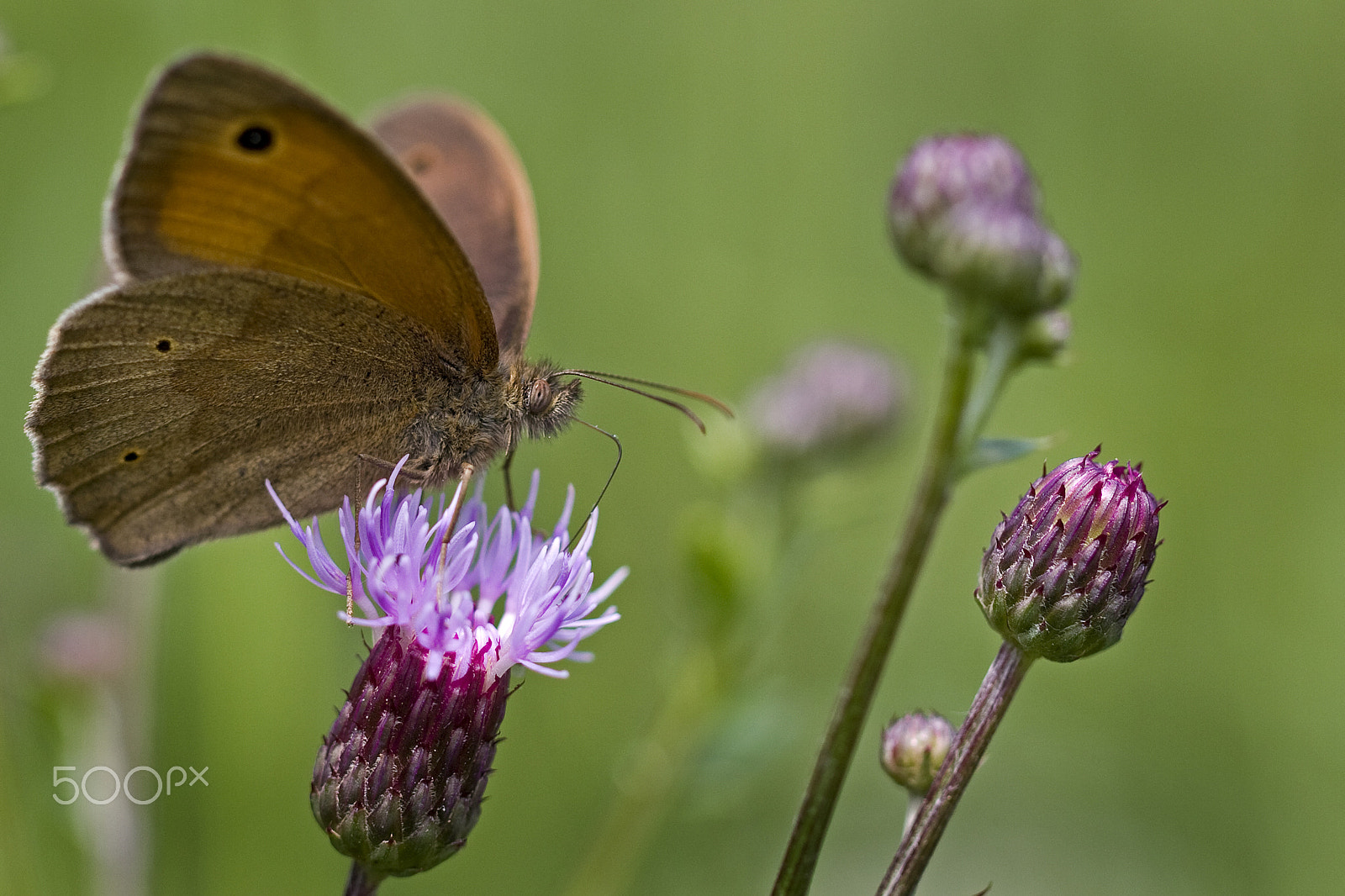 Canon EF 100mm F2.8L Macro IS USM sample photo. Butterfly photography