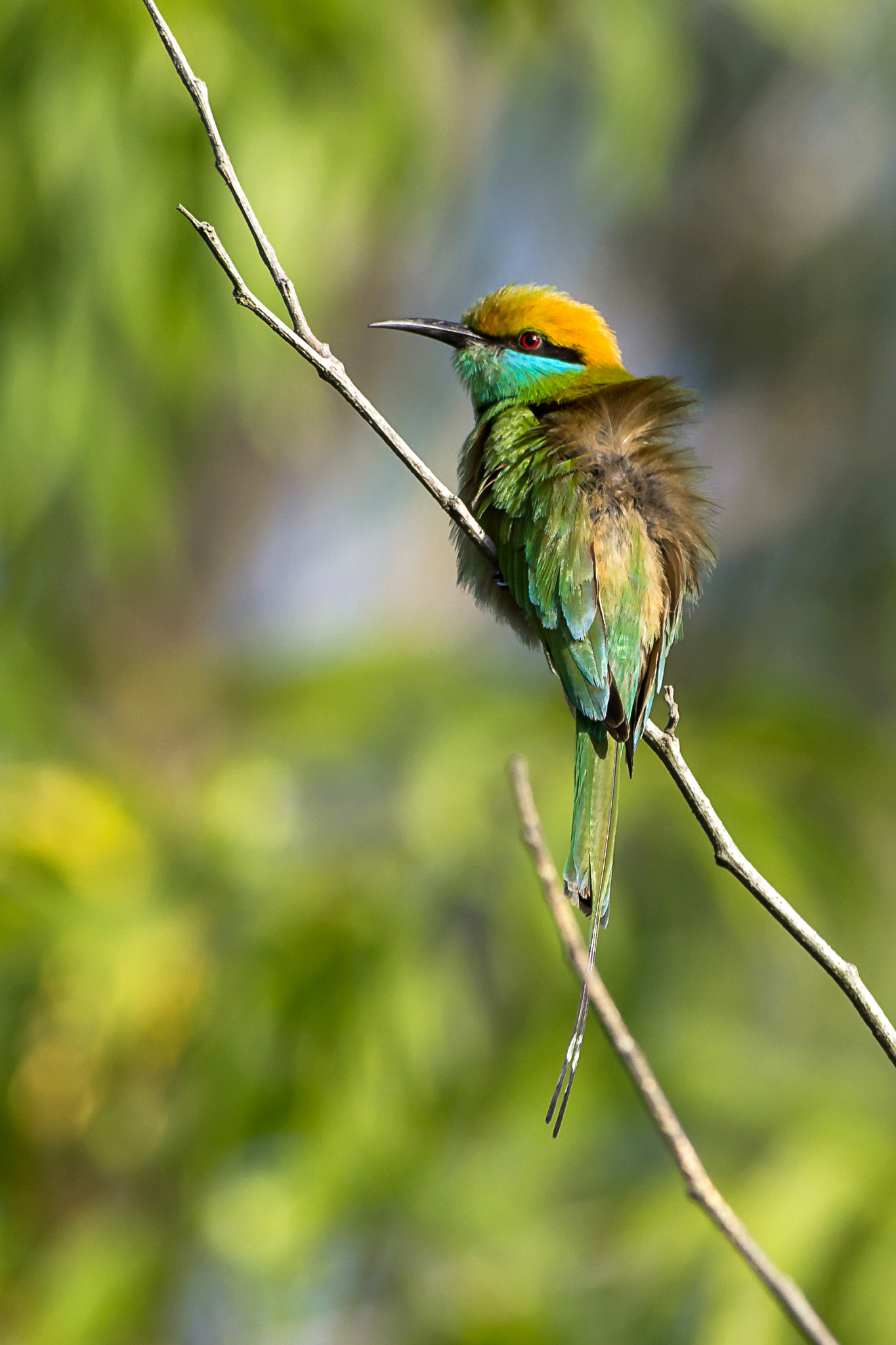 Sigma 150-500mm F5-6.3 DG OS HSM sample photo. Green bee-eater photography